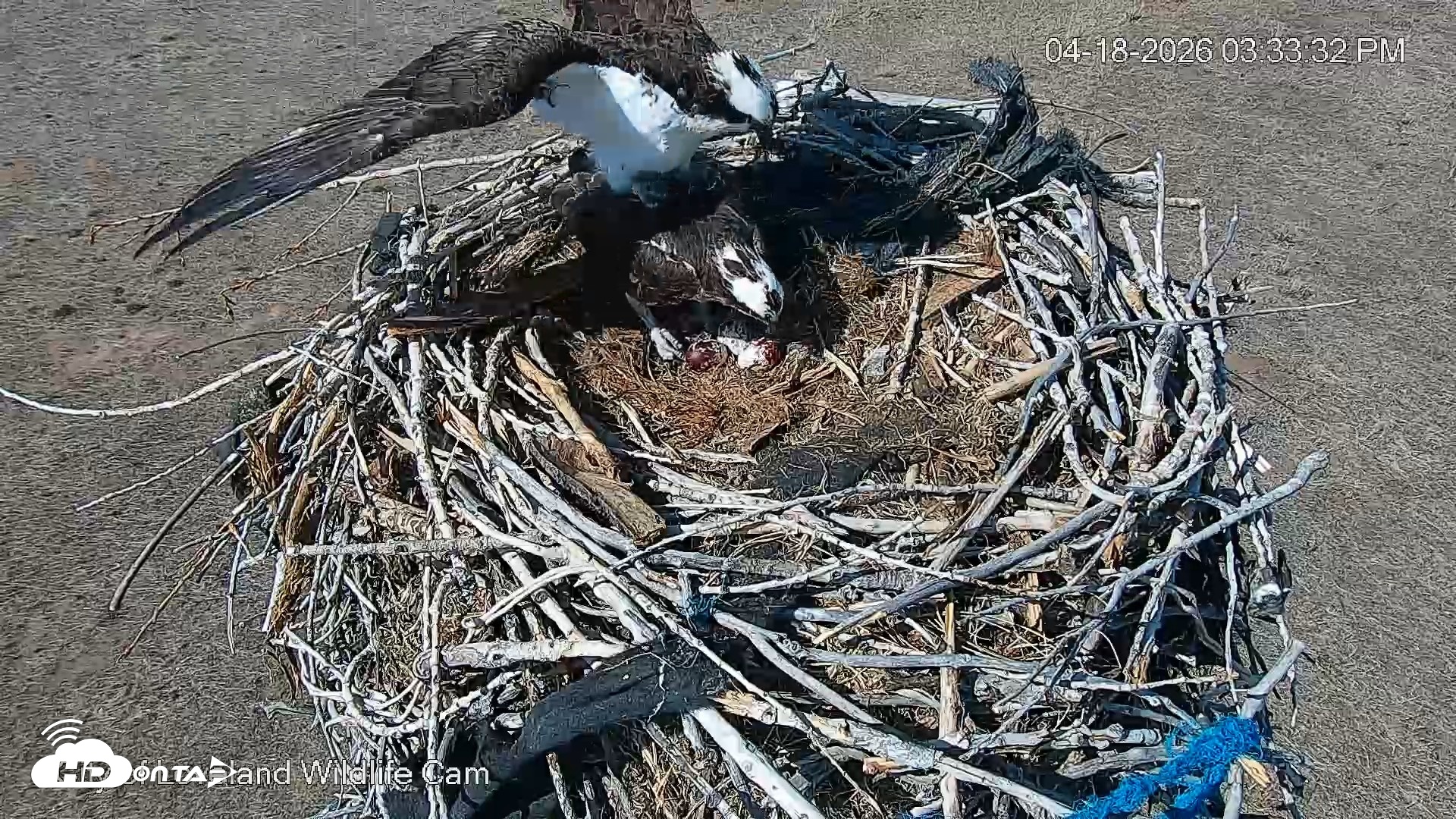 Snapshot of City of Loveland Ospreys Live Cam taken Apr 18, 2026, 3:35pm MDT