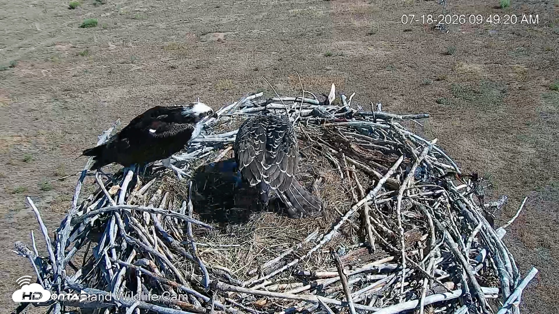 Snapshot of City of Loveland Ospreys Live Cam taken Jul 18, 2026, 9:50am MDT