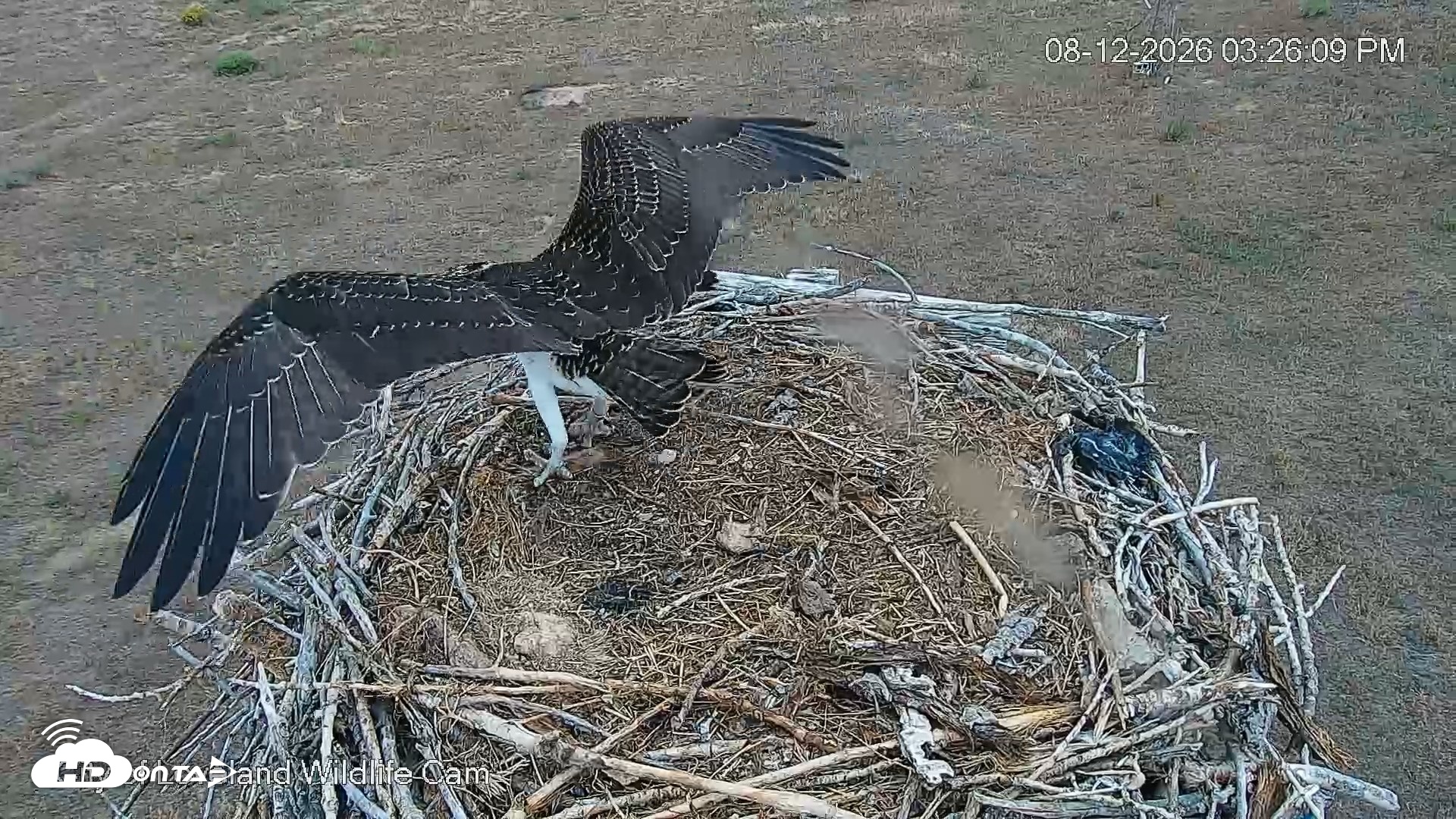 Snapshot of City of Loveland Ospreys Live Cam taken Aug 12, 2026, 3:26pm MDT