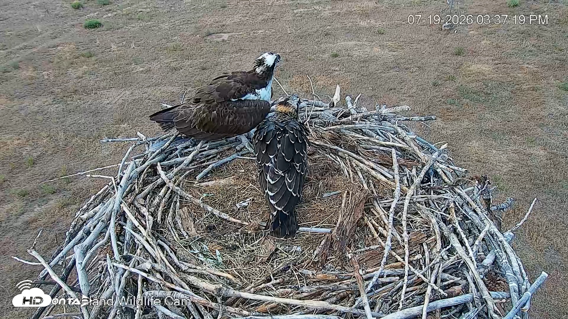 Snapshot of City of Loveland Ospreys Live Cam taken Jul 19, 2026, 3:38pm MDT