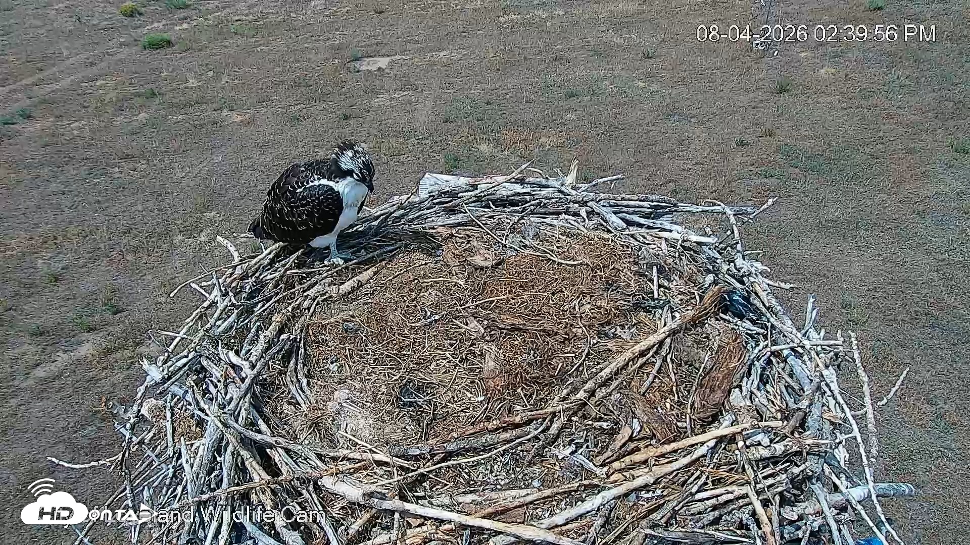 Snapshot of City of Loveland Ospreys Live Cam taken Aug 4, 2026, 2:40pm MDT