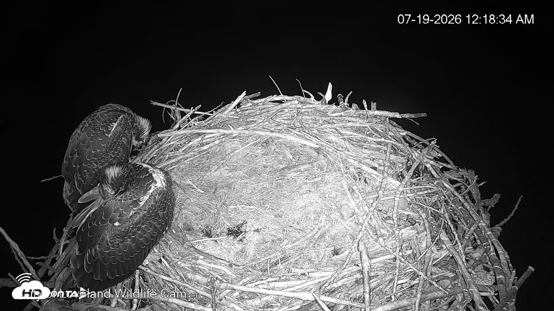 Snapshot of City of Loveland Ospreys Live Cam taken Jul 19, 2026, 12:19am MDT