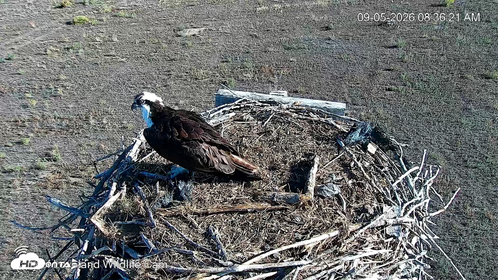 Snapshot of City of Loveland Ospreys Live Cam taken Sep 5, 2026, 8:39am MDT