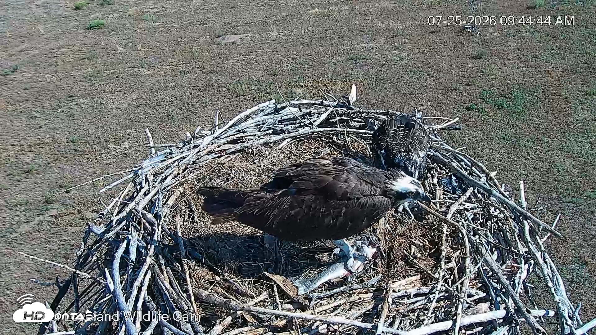Snapshot of City of Loveland Ospreys Live Cam taken Jul 25, 2026, 9:45am MDT