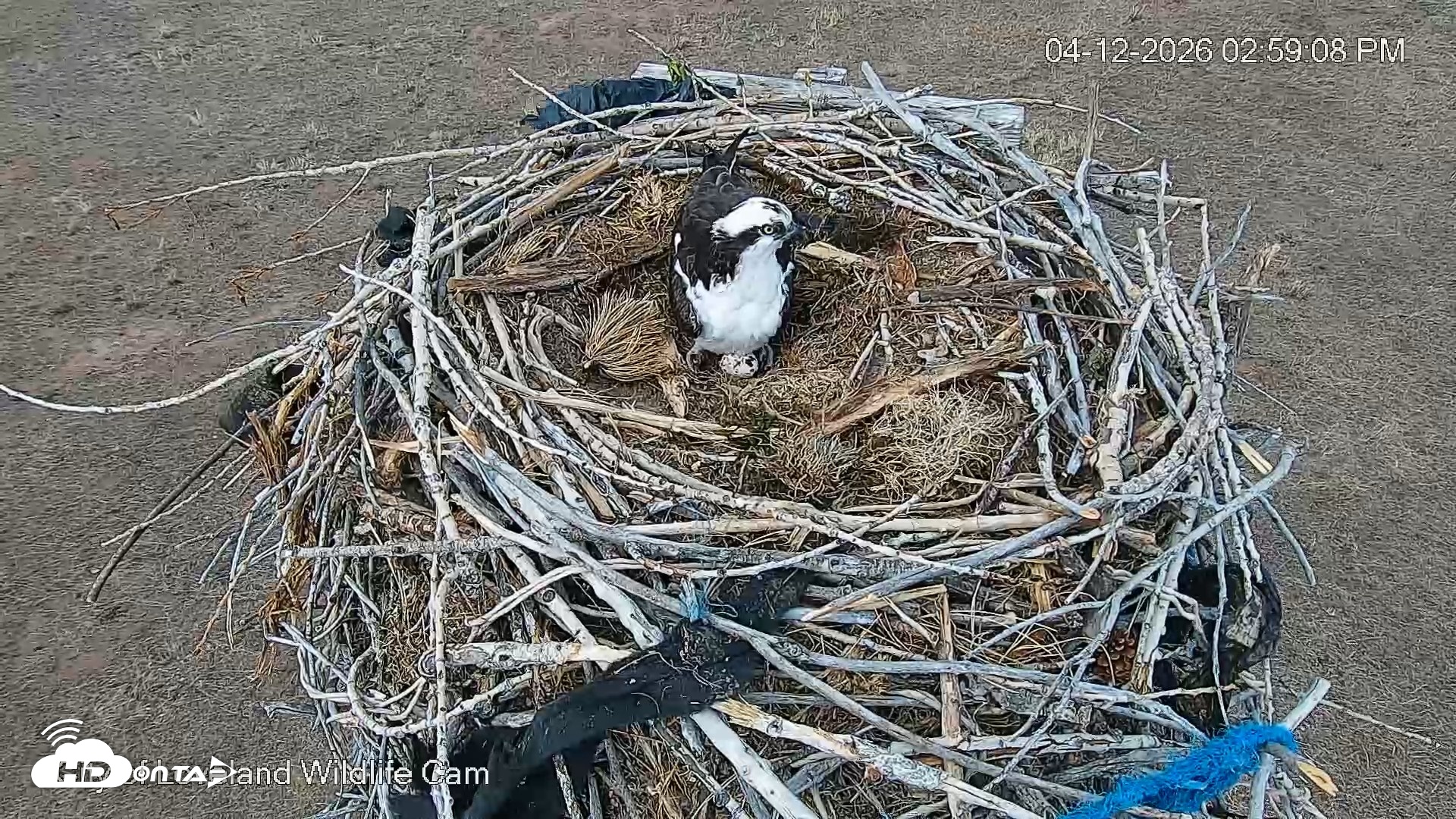Snapshot of City of Loveland Ospreys Live Cam taken Apr 12, 2026, 2:59pm MDT