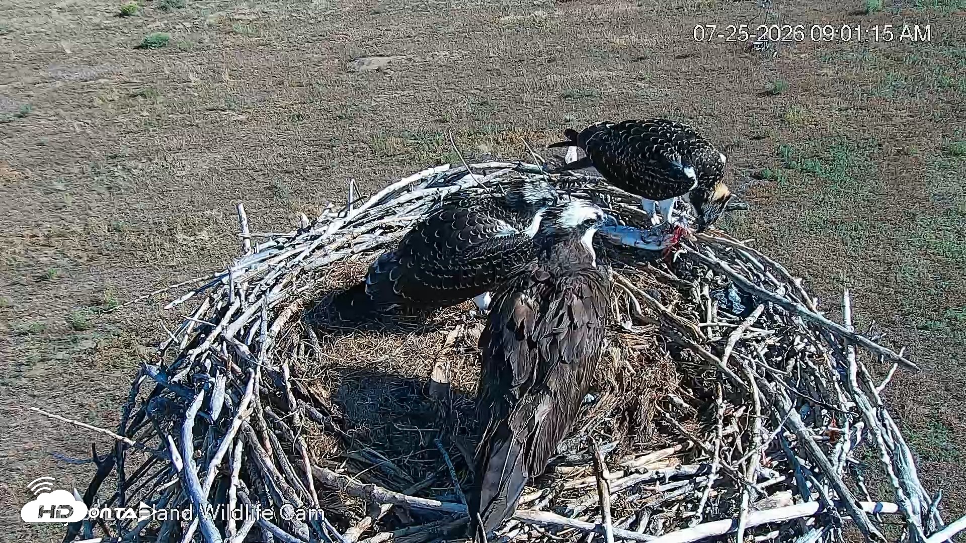 Snapshot of City of Loveland Ospreys Live Cam taken Jul 25, 2026, 9:02am MDT