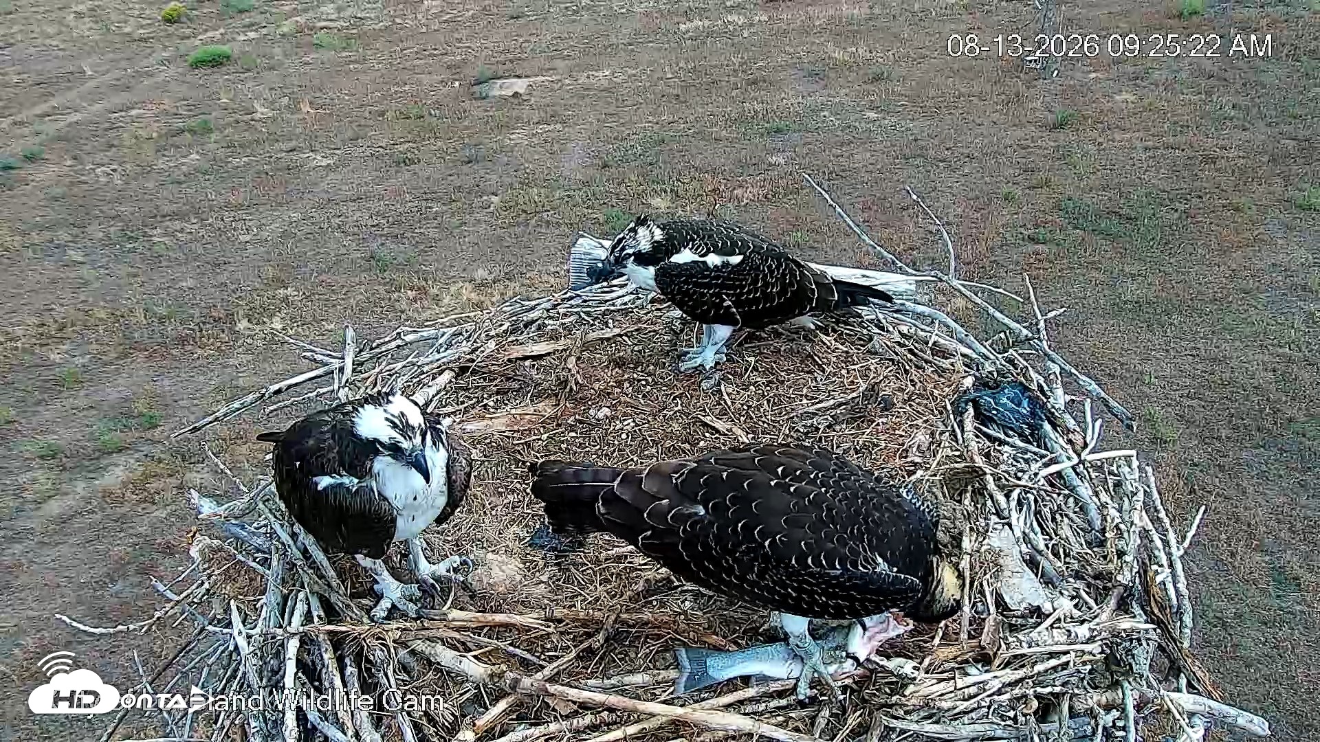 Snapshot of City of Loveland Ospreys Live Cam taken Aug 13, 2026, 9:29am MDT