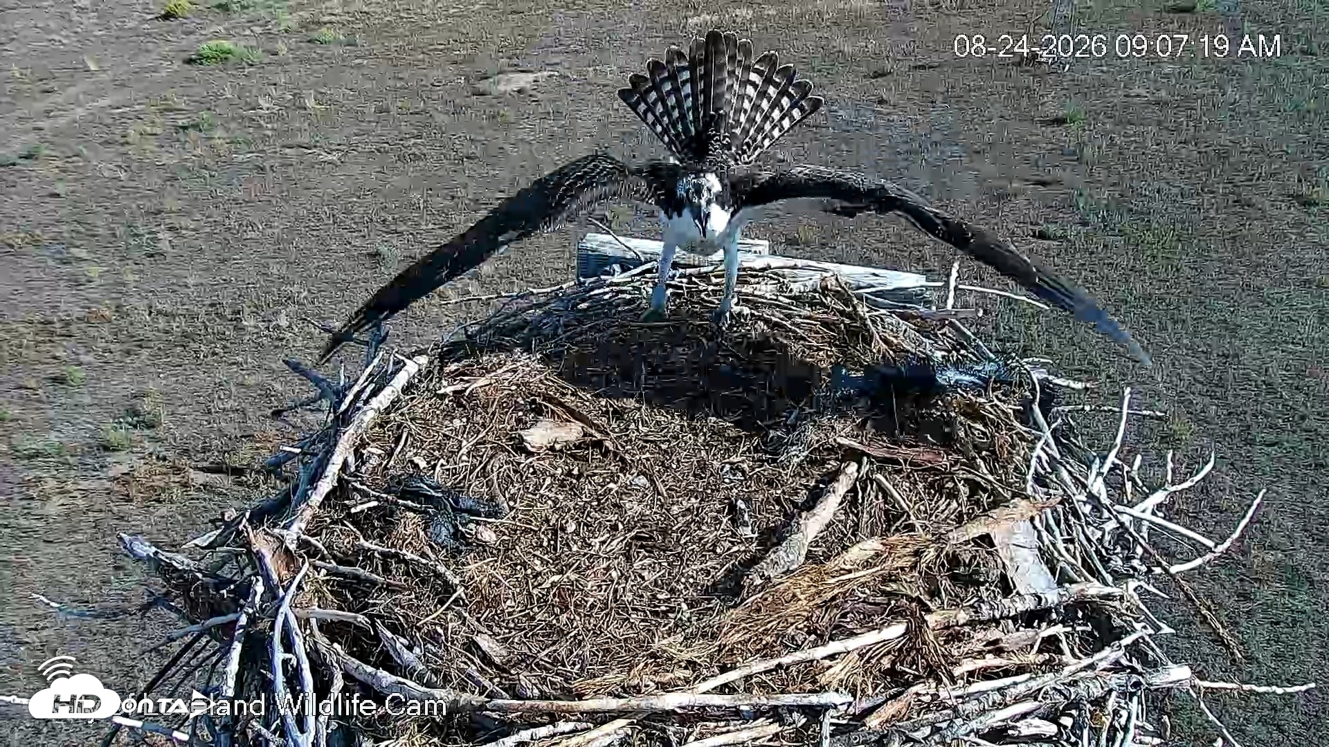 Snapshot of City of Loveland Ospreys Live Cam taken Aug 24, 2026, 9:09am MDT
