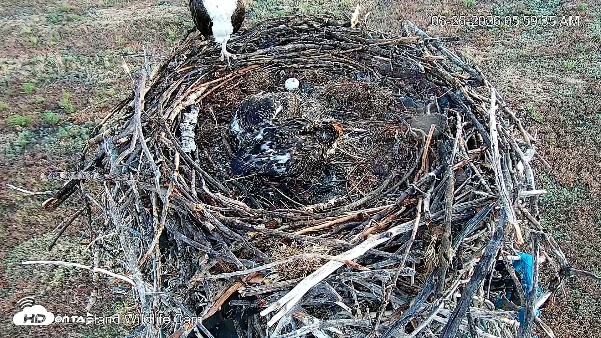 Snapshot of City of Loveland Ospreys Live Cam taken Jun 26, 2026, 6:01am MDT