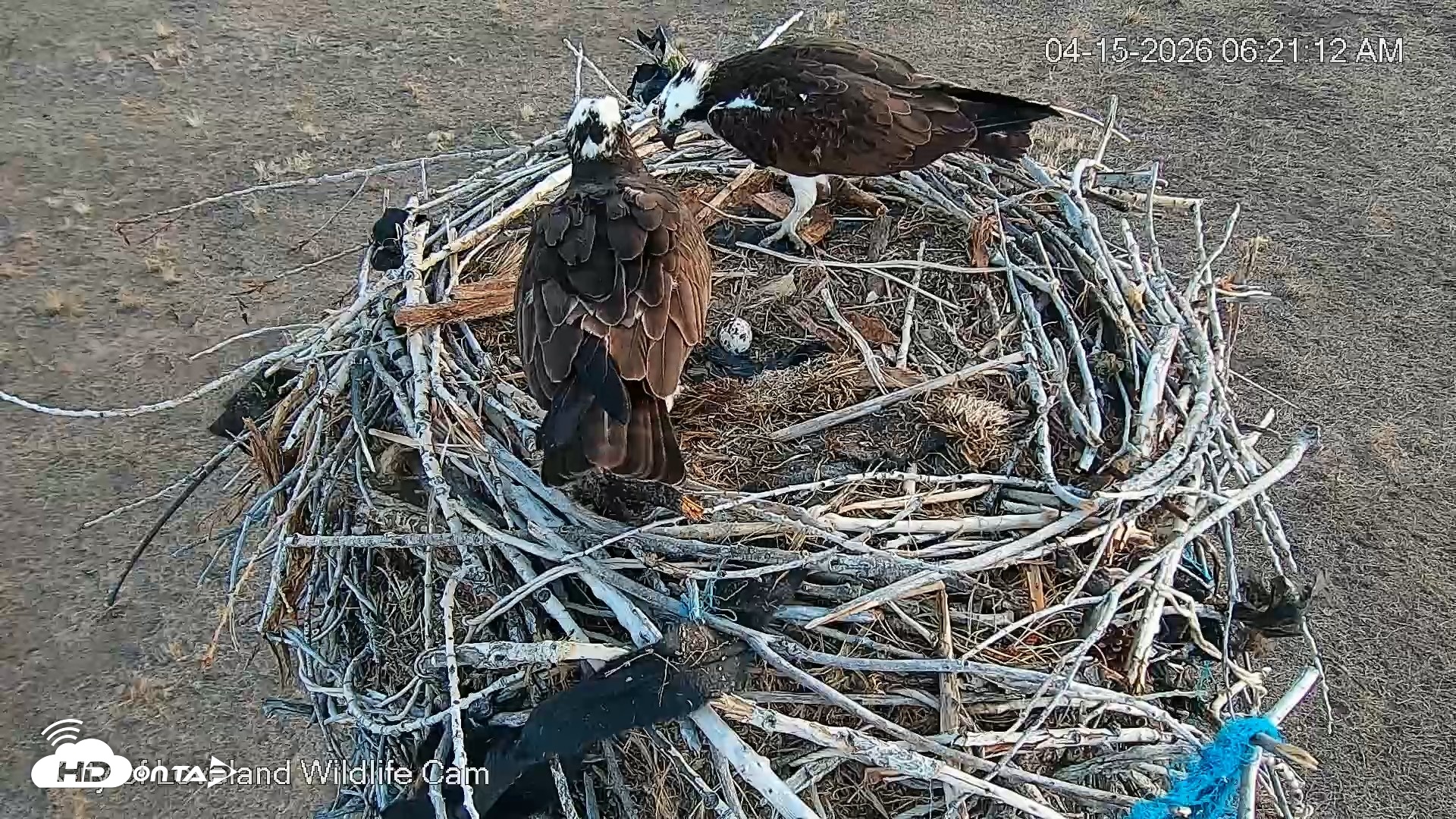 Snapshot of City of Loveland Ospreys Live Cam taken Apr 15, 2026, 6:22am MDT