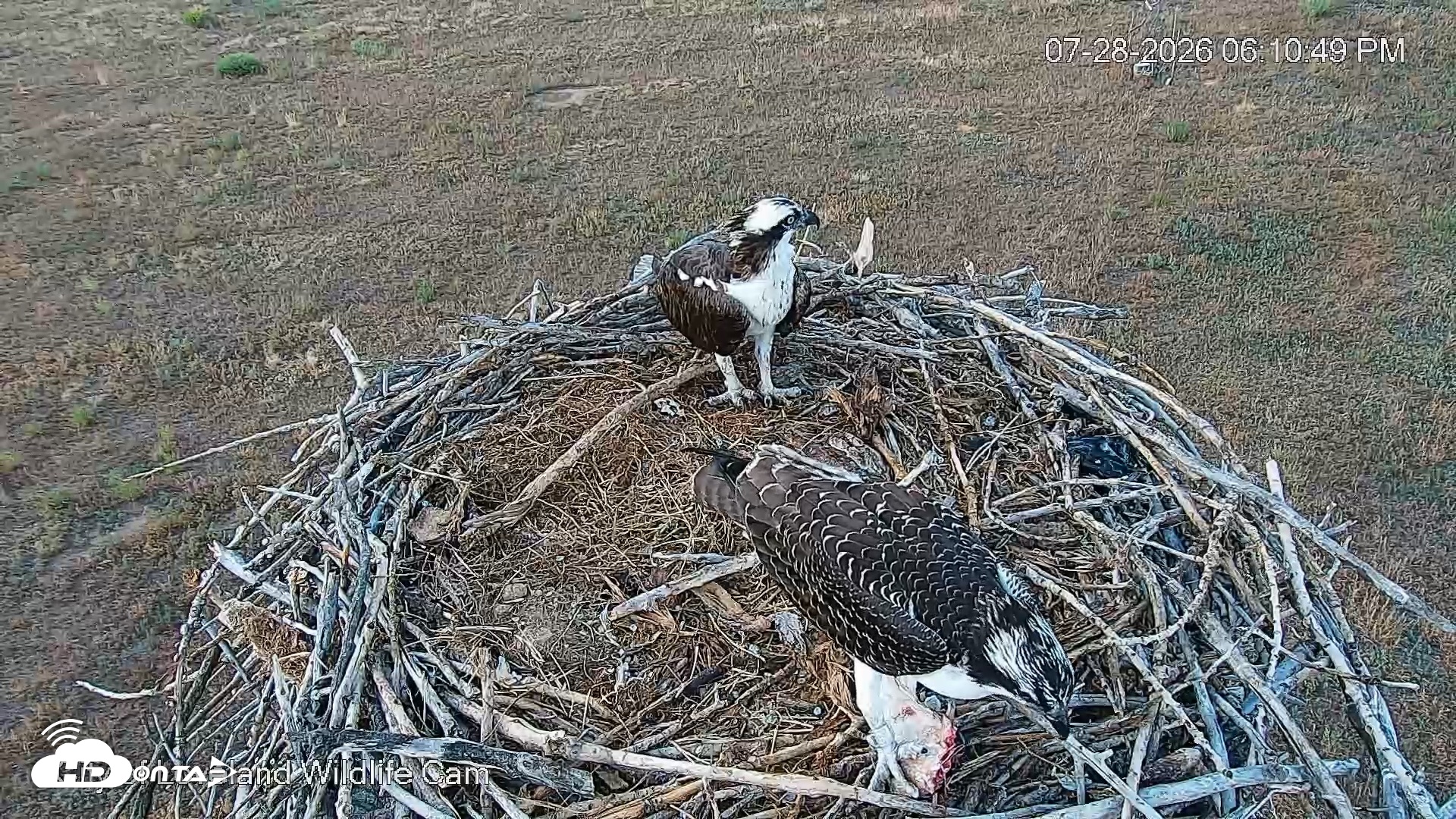 Snapshot of City of Loveland Ospreys Live Cam taken Jul 28, 2026, 6:11pm MDT