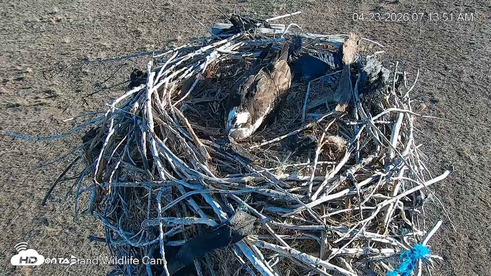 Snapshot of City of Loveland Ospreys Live Cam taken Apr 23, 2026, 7:14am MDT