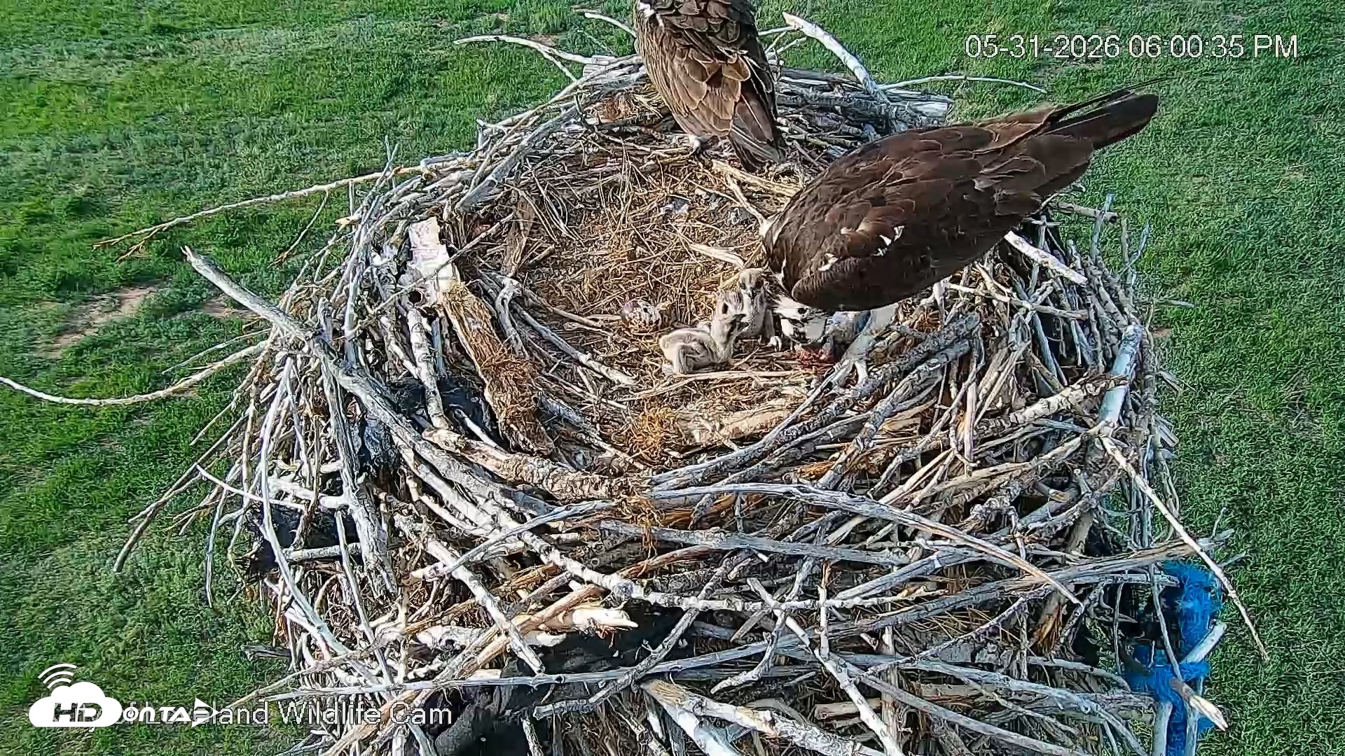 Snapshot of City of Loveland Ospreys Live Cam taken May 31, 2026, 6:01pm MDT