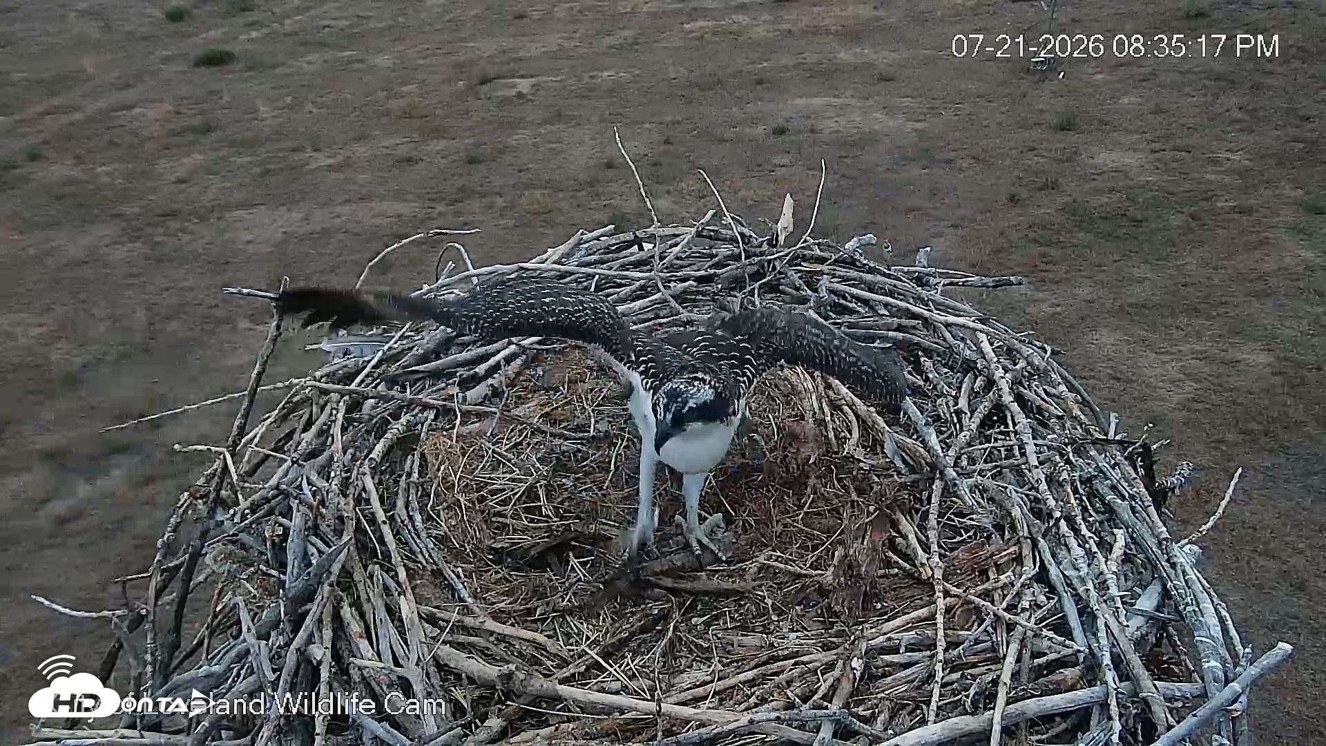 Snapshot of City of Loveland Ospreys Live Cam taken Jul 21, 2026, 8:36pm MDT