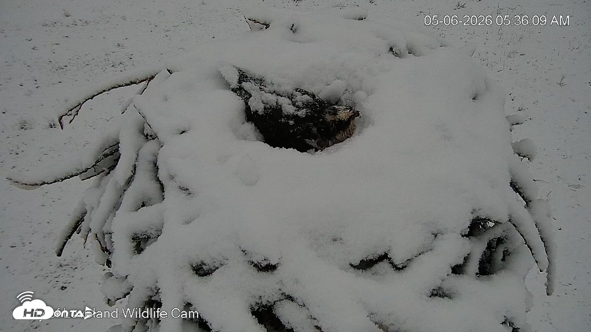 Snapshot of City of Loveland Ospreys Live Cam taken May 6, 2026, 5:36am MDT