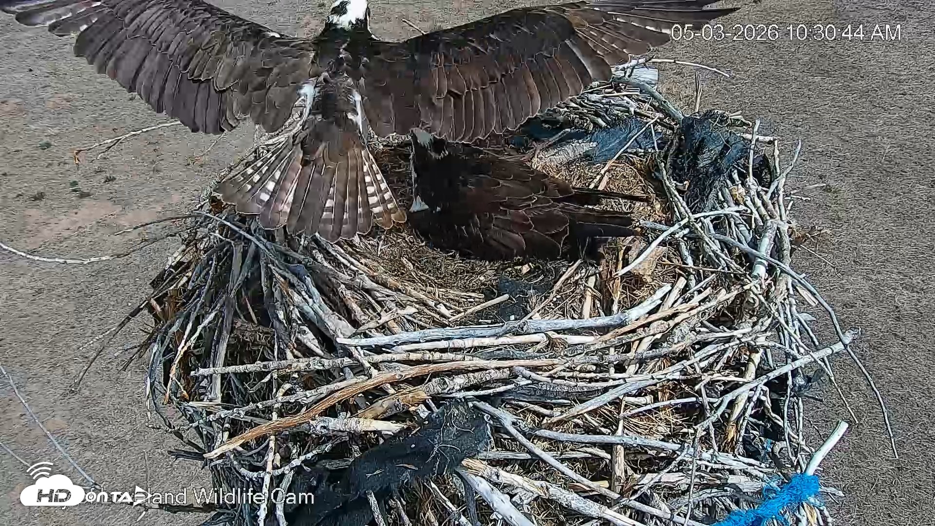 Snapshot of City of Loveland Ospreys Live Cam taken May 3, 2026, 10:31am MDT