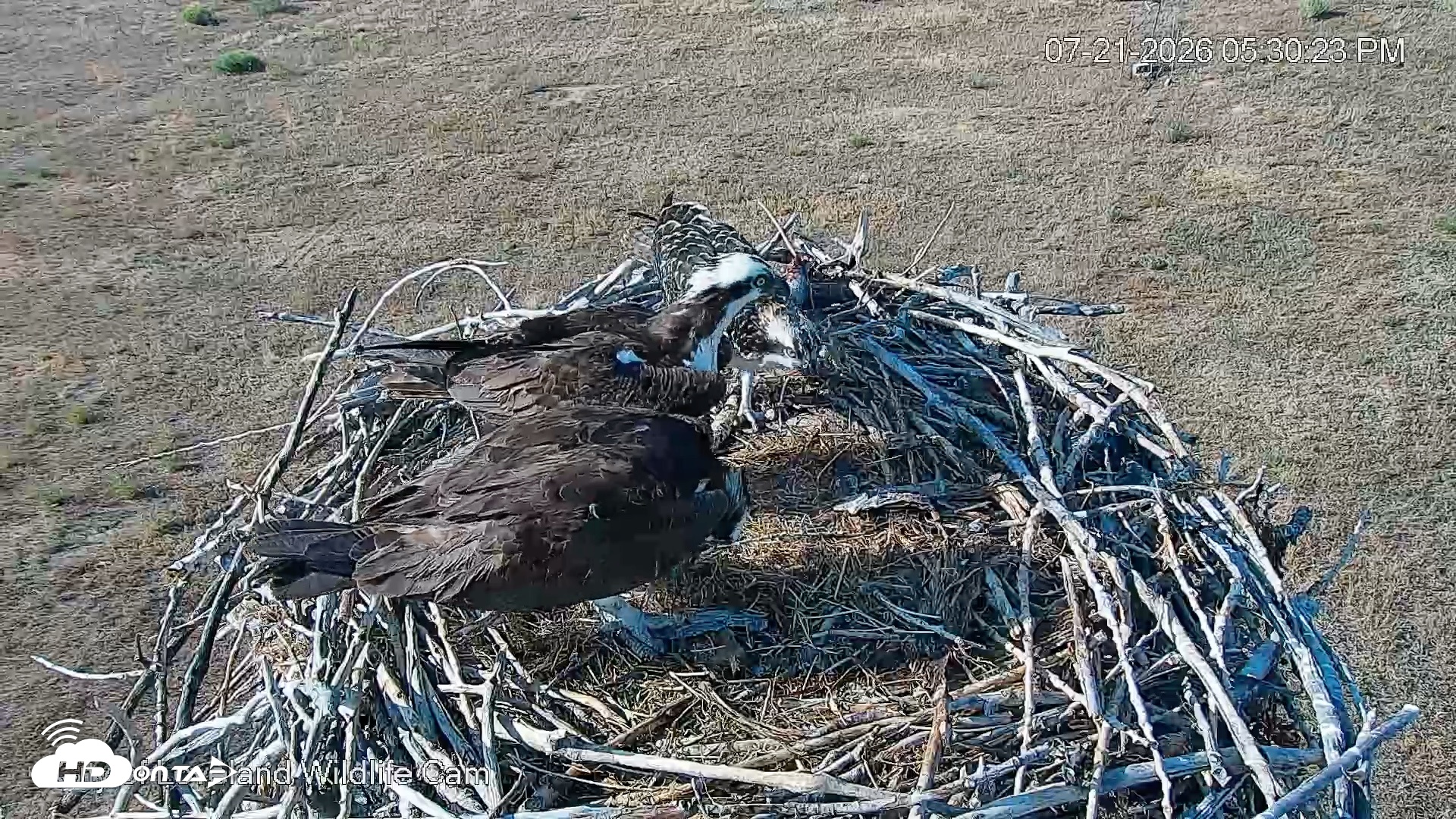 Snapshot of City of Loveland Ospreys Live Cam taken Jul 21, 2026, 5:31pm MDT