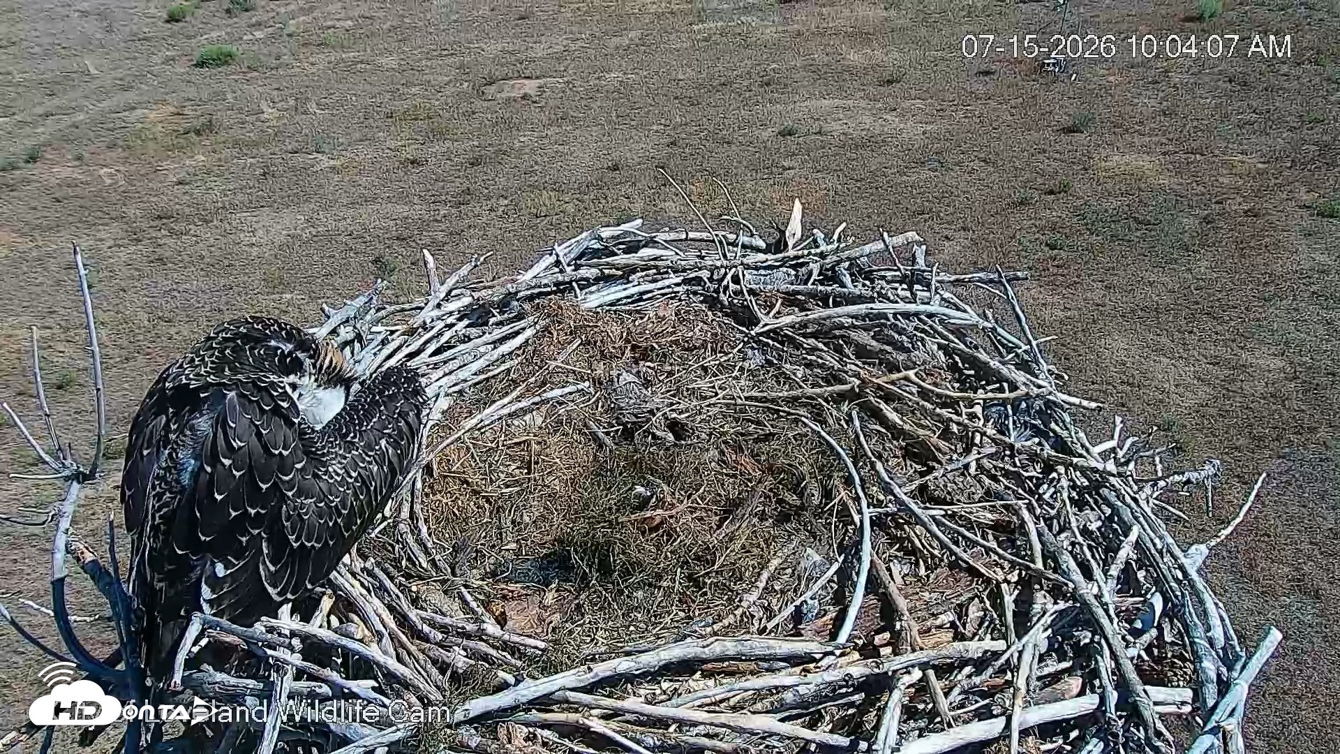 Snapshot of City of Loveland Ospreys Live Cam taken Jul 15, 2026, 10:05am MDT