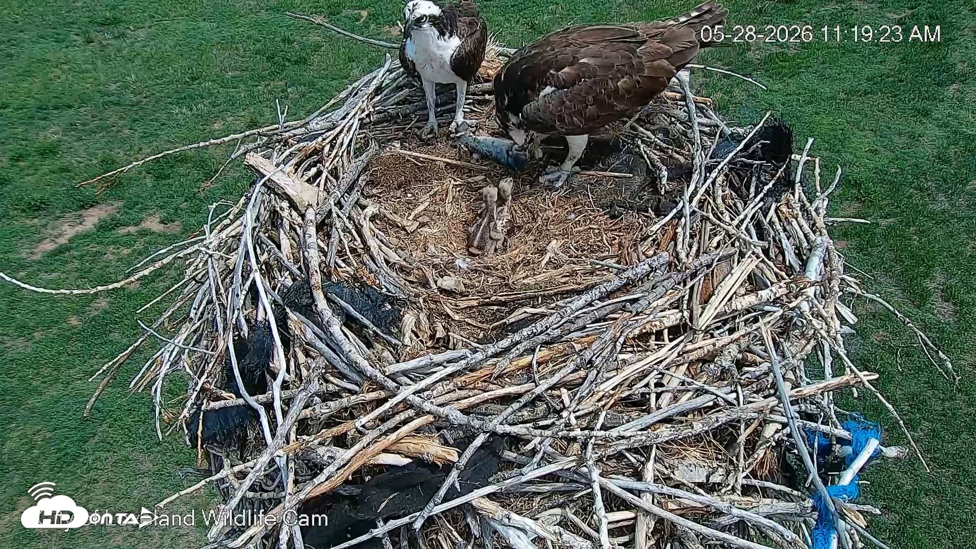 Snapshot of City of Loveland Ospreys Live Cam taken May 28, 2026, 11:20am MDT