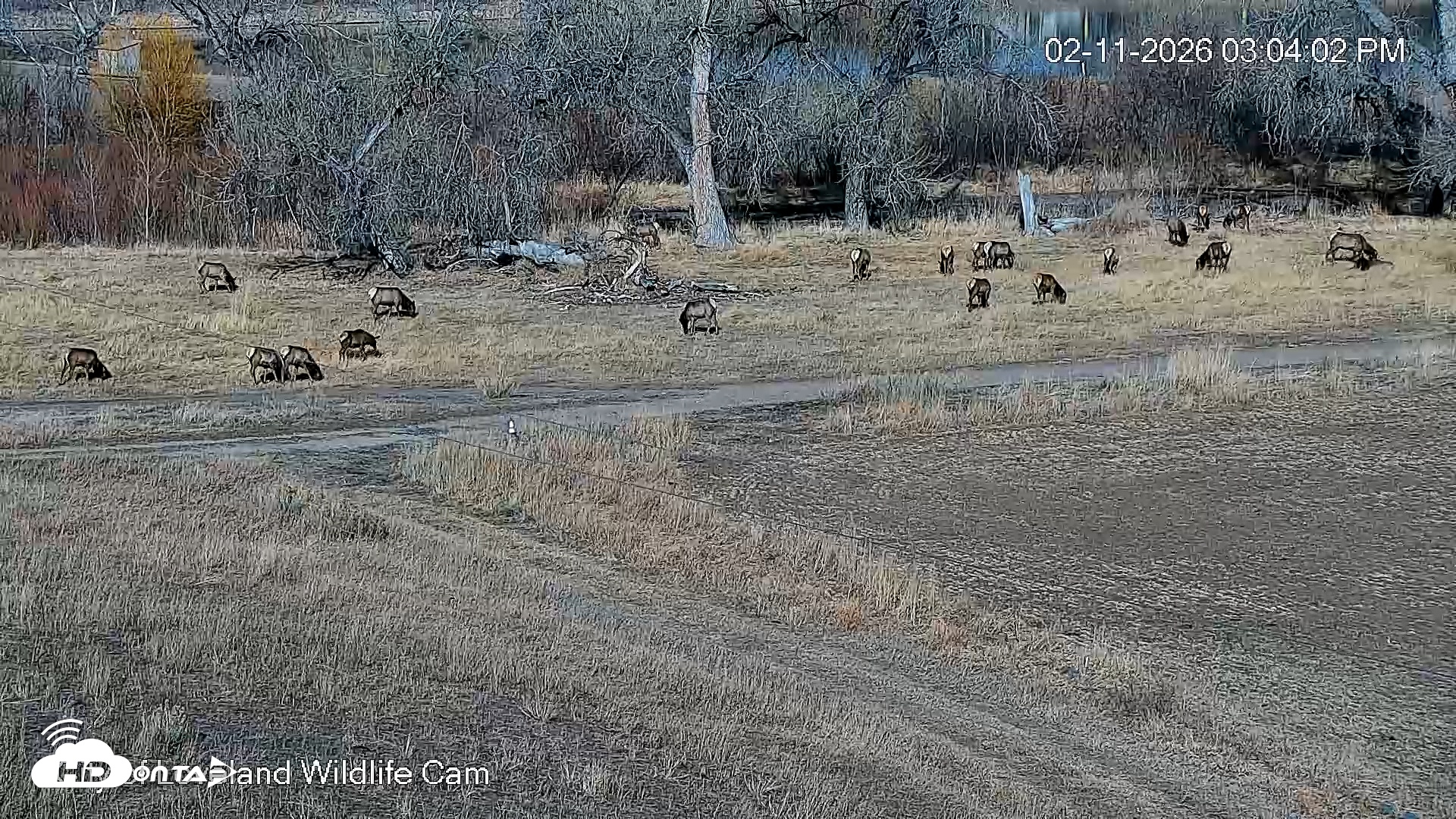 Snapshot of City of Loveland Ospreys Live Cam taken Feb 11, 2026, 3:04pm MST