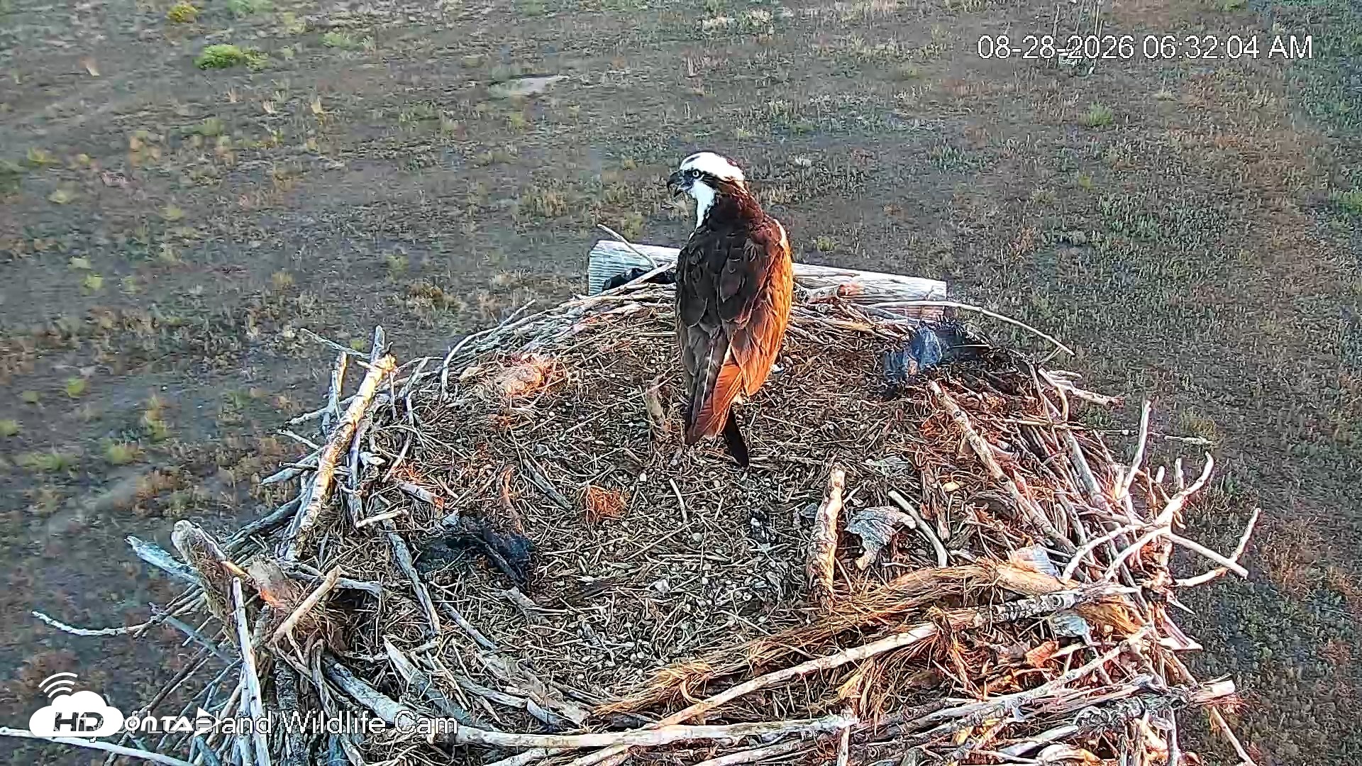 Snapshot of City of Loveland Ospreys Live Cam taken Aug 28, 2026, 6:35am MDT