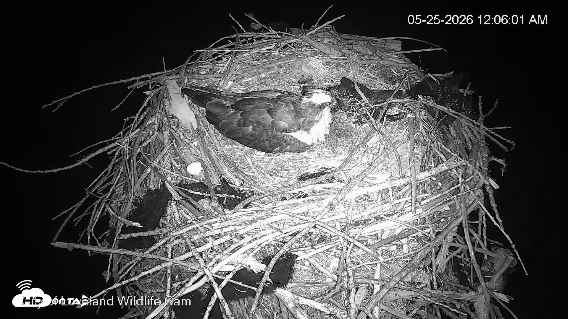 Snapshot of City of Loveland Ospreys Live Cam taken May 25, 2026, 12:07am MDT