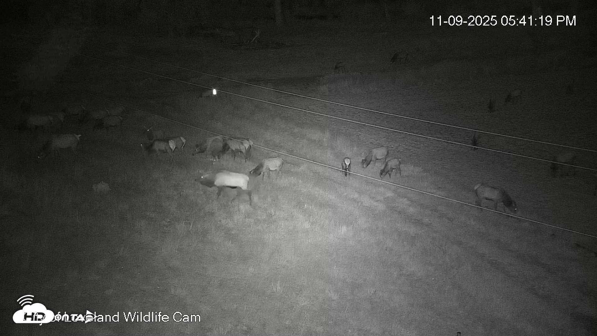 Snapshot of City of Loveland Ospreys Live Cam taken Nov 9, 2025, 5:42pm MST