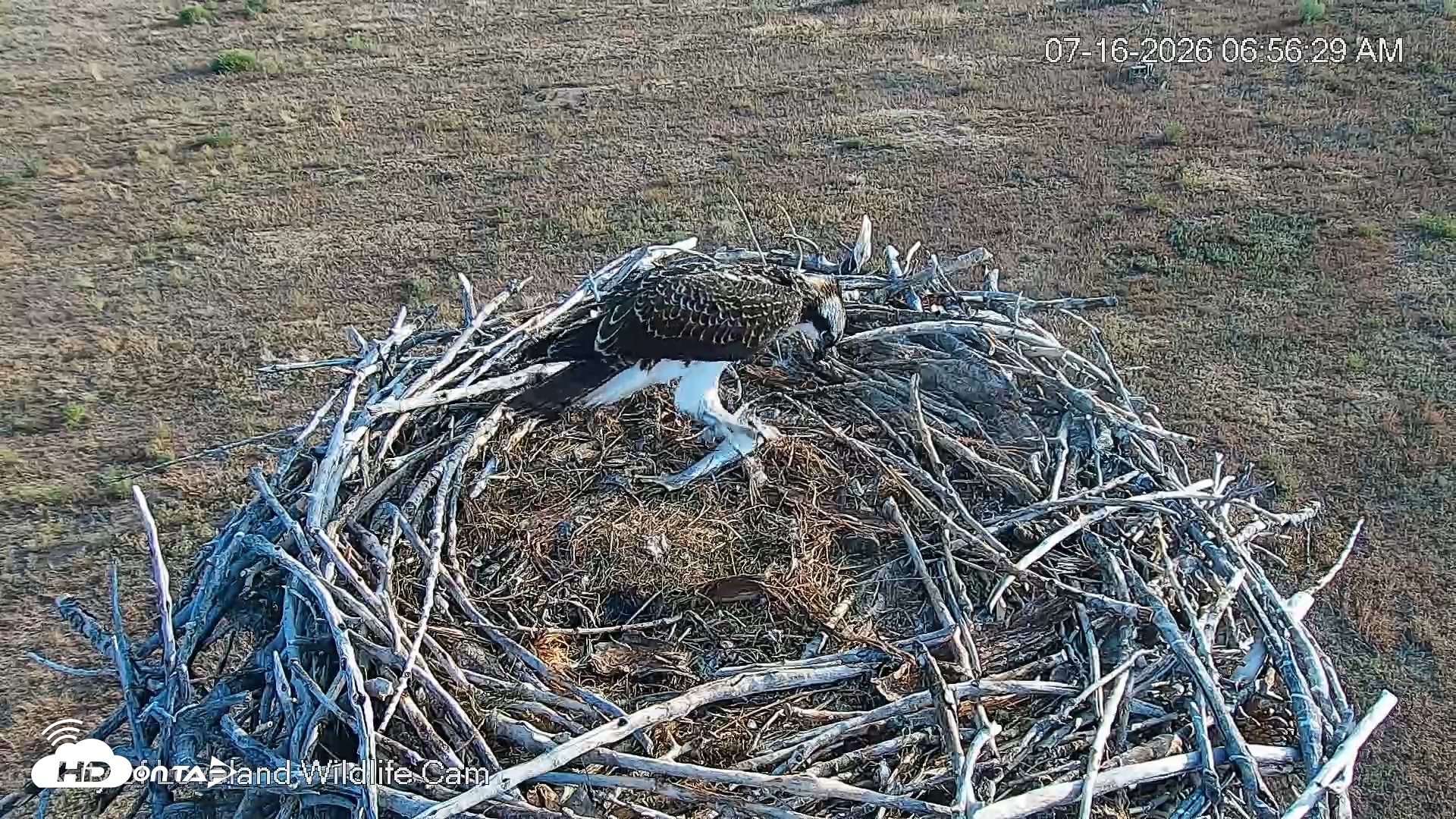 Snapshot of City of Loveland Ospreys Live Cam taken Jul 16, 2026, 6:57am MDT