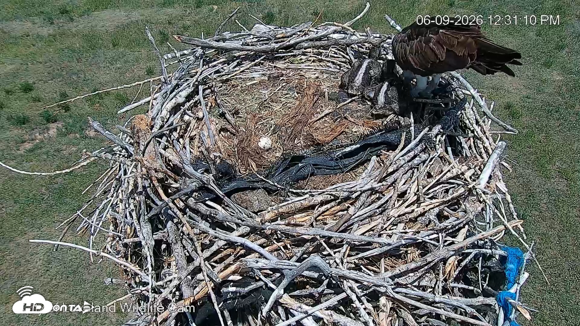 Snapshot of City of Loveland Ospreys Live Cam taken Jun 9, 2026, 12:31pm MDT