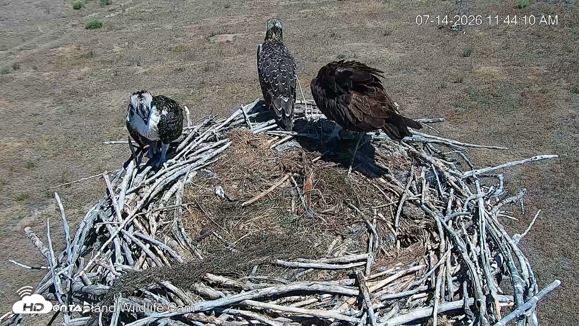 Snapshot of City of Loveland Ospreys Live Cam taken Jul 14, 2026, 11:44am MDT