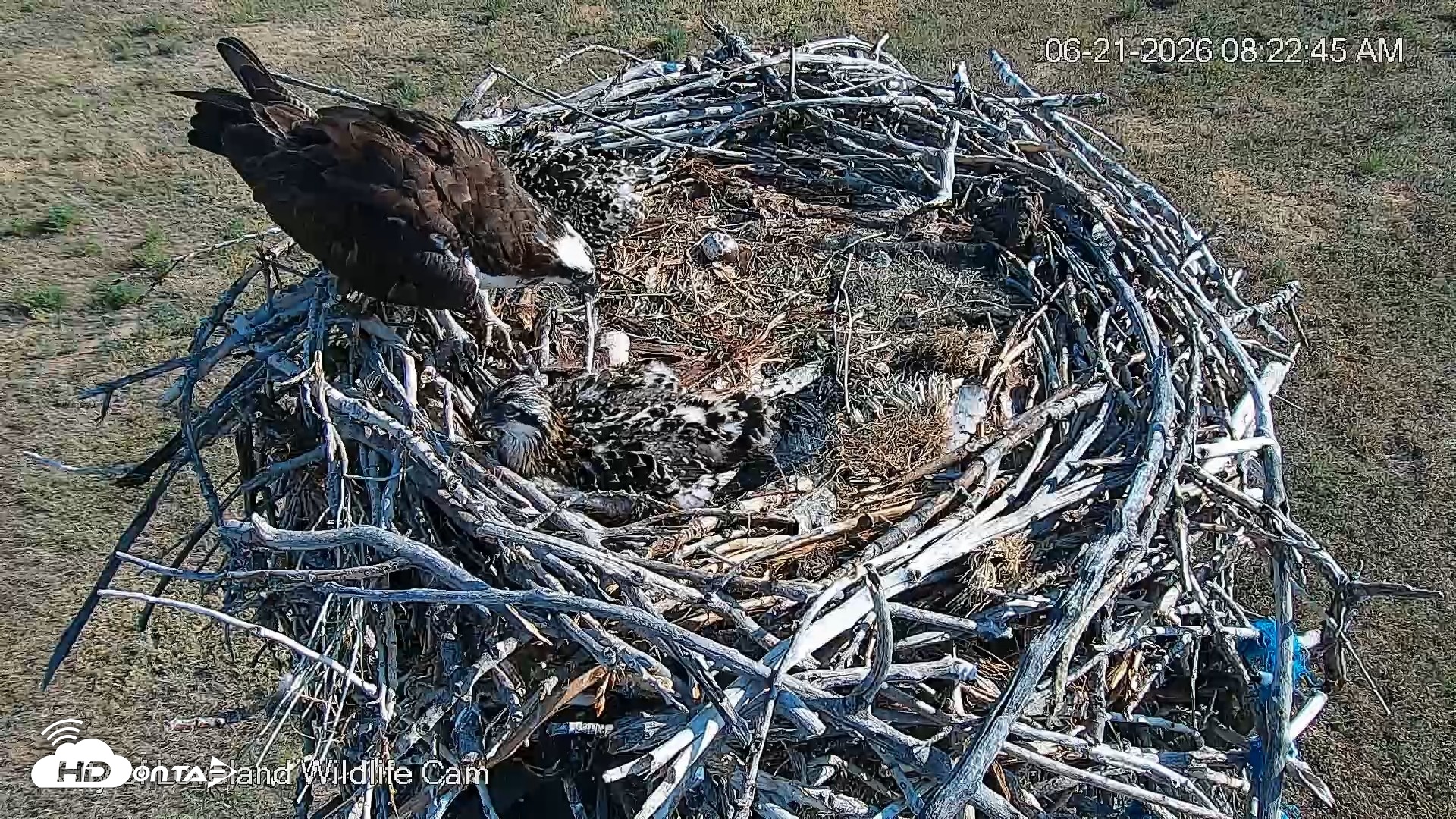 Snapshot of City of Loveland Ospreys Live Cam taken Jun 21, 2026, 8:23am MDT