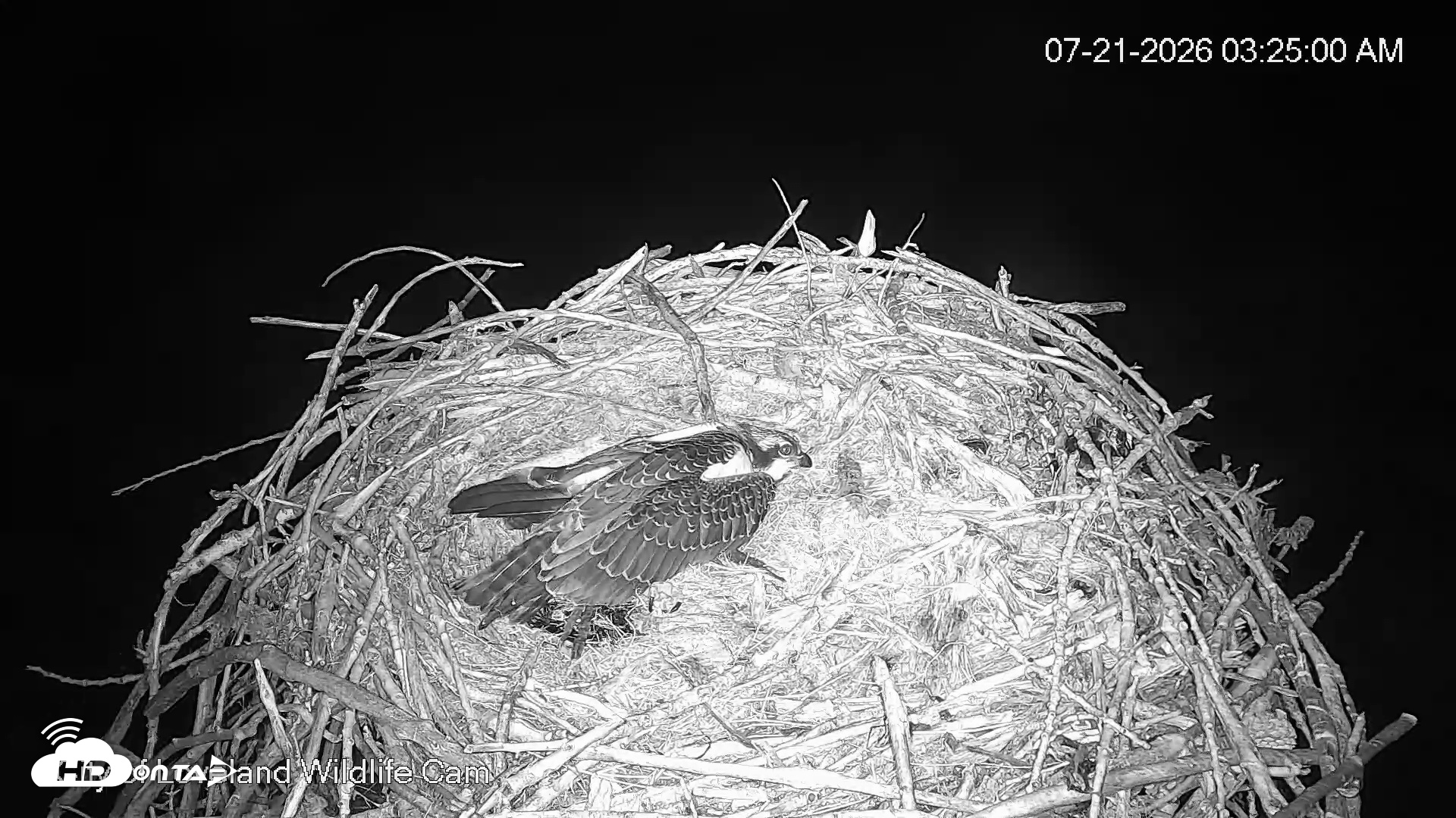 Snapshot of City of Loveland Ospreys Live Cam taken Jul 21, 2026, 3:26am MDT