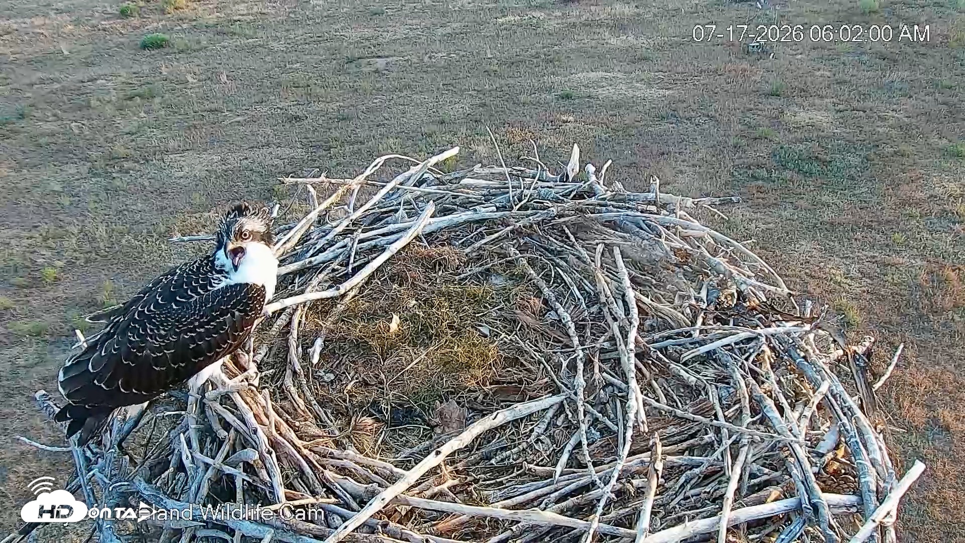 Snapshot of City of Loveland Ospreys Live Cam taken Jul 17, 2026, 6:03am MDT
