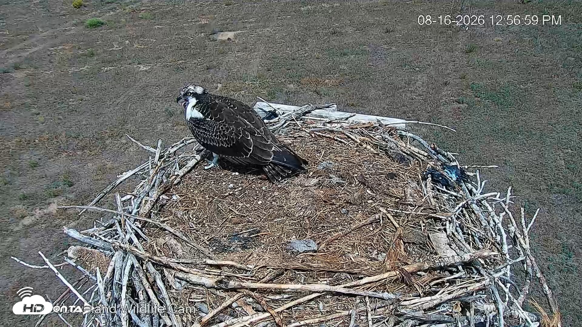 Snapshot of City of Loveland Ospreys Live Cam taken Aug 16, 2026, 12:57pm MDT