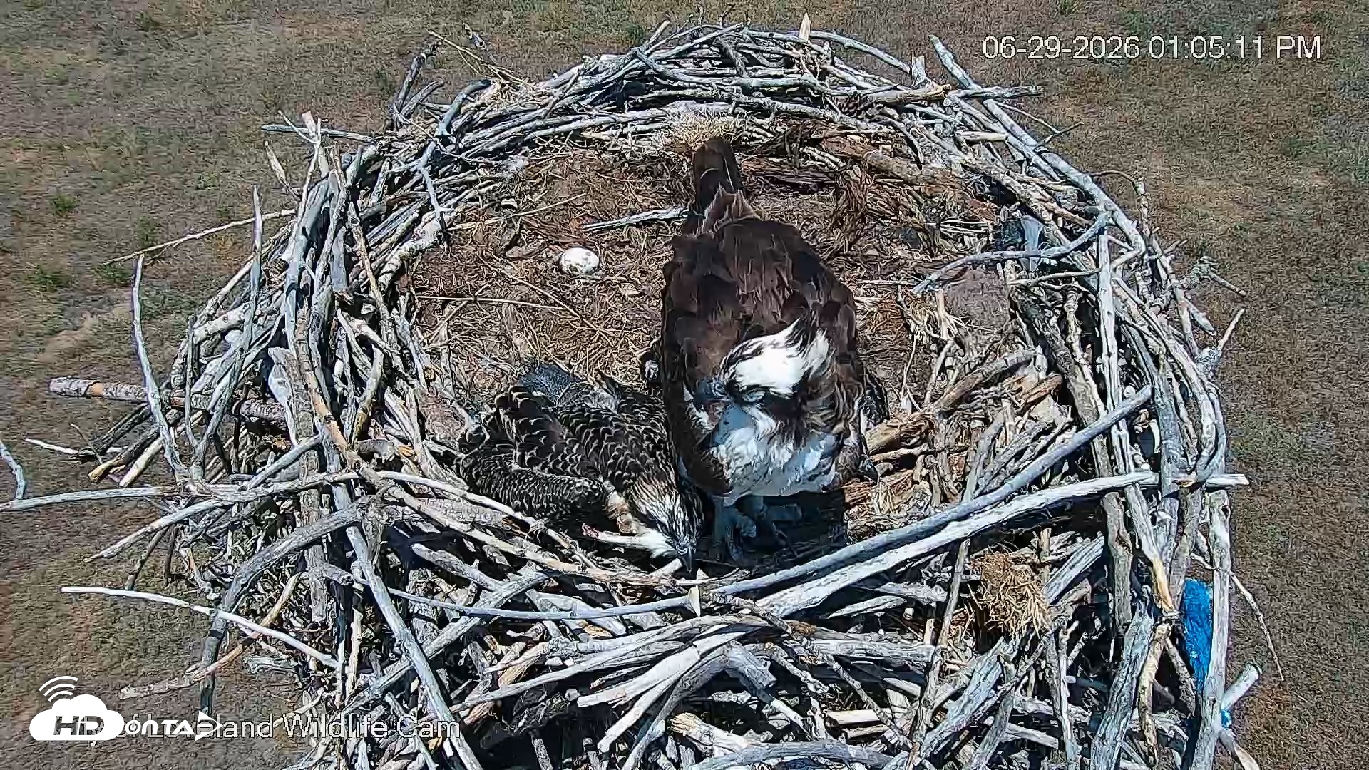 Snapshot of City of Loveland Ospreys Live Cam taken Jun 29, 2026, 1:05pm MDT