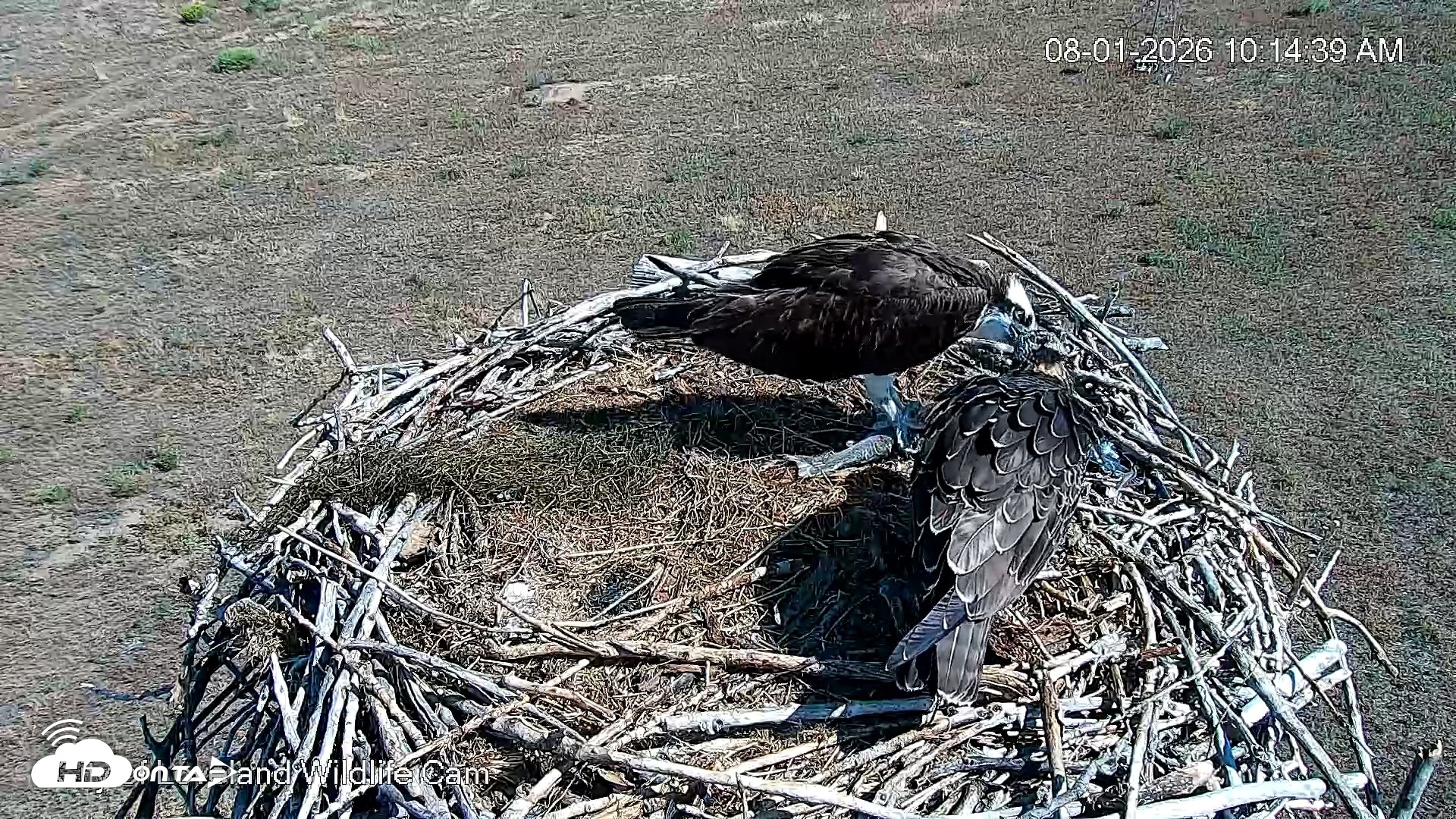 Snapshot of City of Loveland Ospreys Live Cam taken Aug 1, 2026, 10:17am MDT