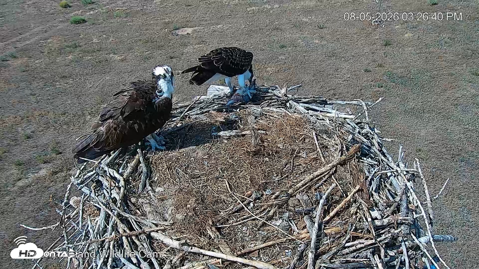 Snapshot of City of Loveland Ospreys Live Cam taken Aug 5, 2026, 3:27pm MDT