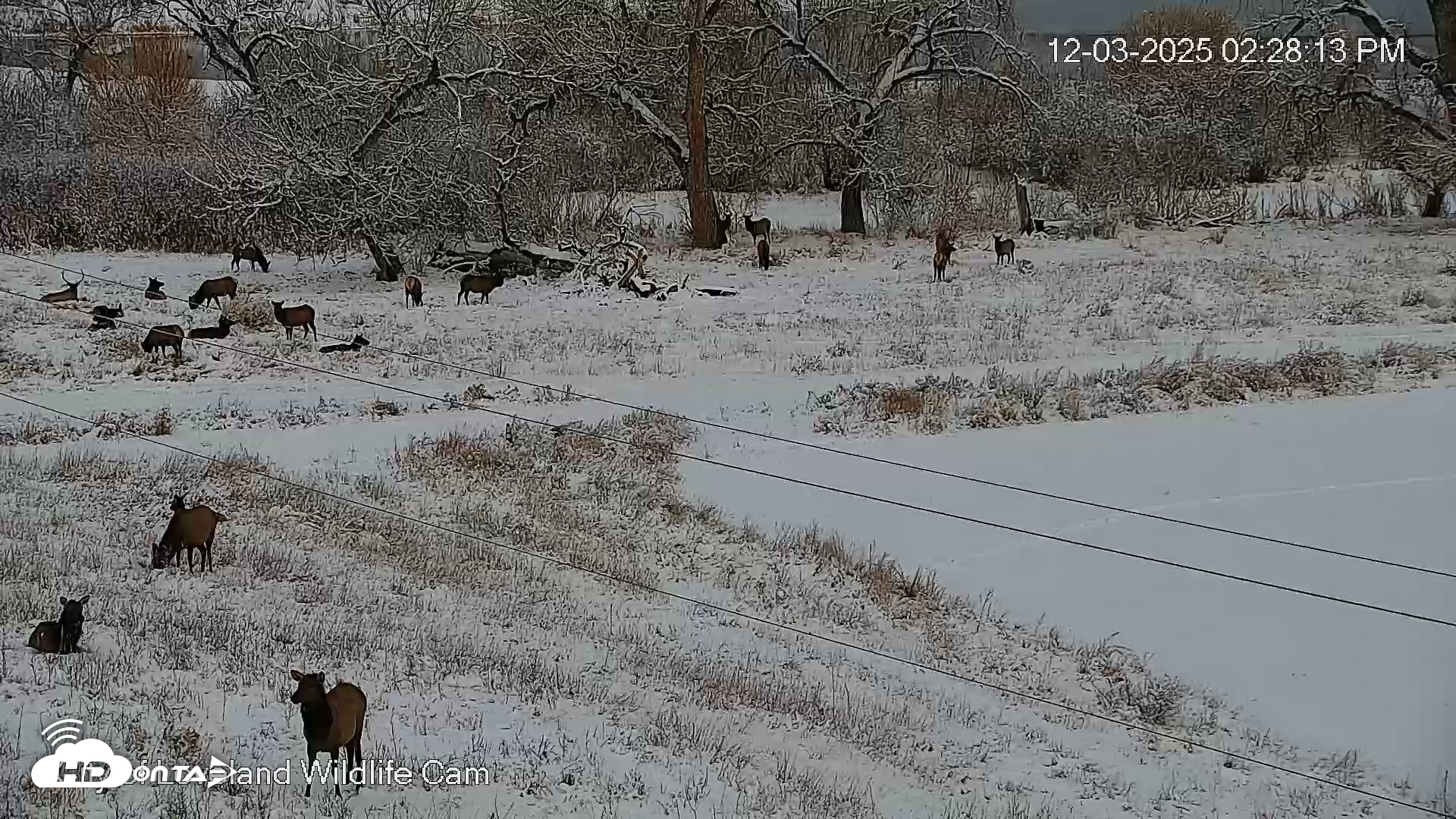 Snapshot of City of Loveland Ospreys Live Cam taken Dec 3, 2025, 2:29pm MST