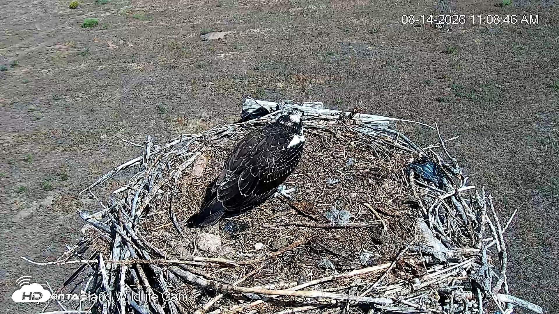 Snapshot of City of Loveland Ospreys Live Cam taken Aug 14, 2026, 11:10am MDT