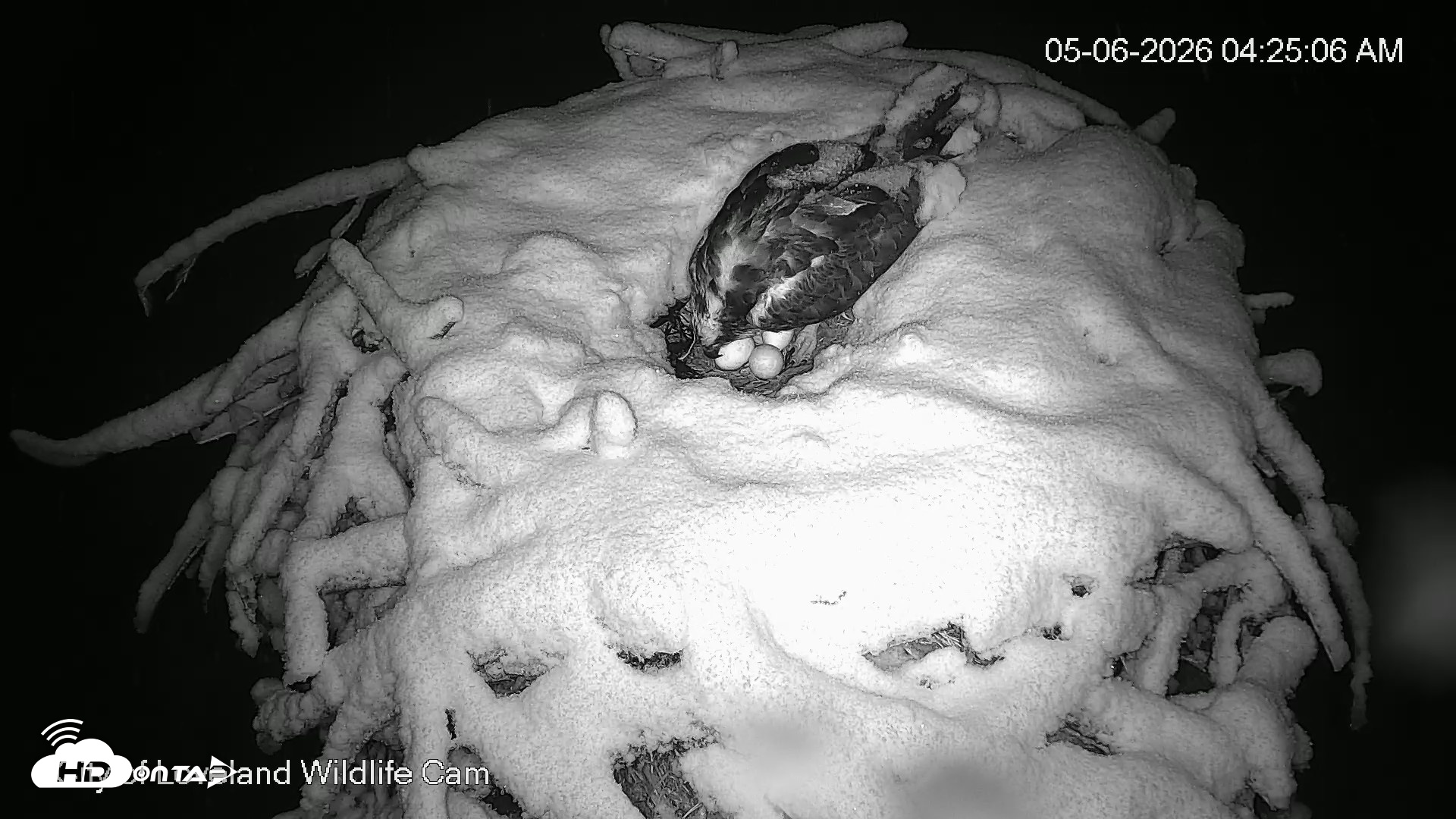 Snapshot of City of Loveland Ospreys Live Cam taken May 6, 2026, 4:26am MDT