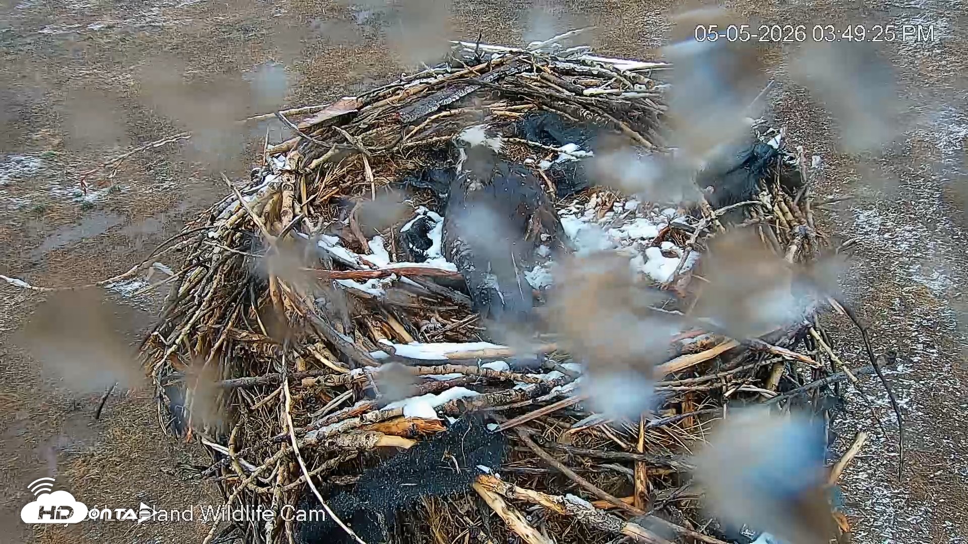 Snapshot of City of Loveland Ospreys Live Cam taken May 5, 2026, 3:50pm MDT