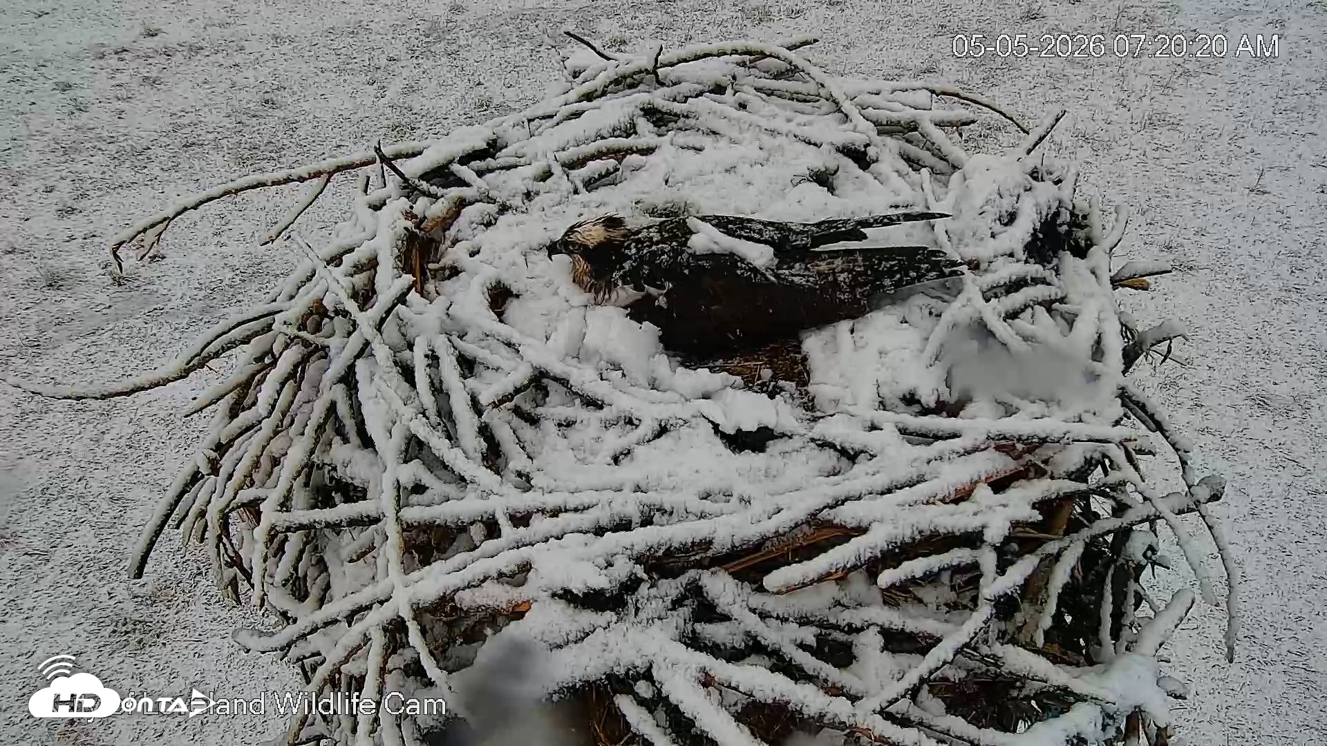Snapshot of City of Loveland Ospreys Live Cam taken May 5, 2026, 7:21am MDT
