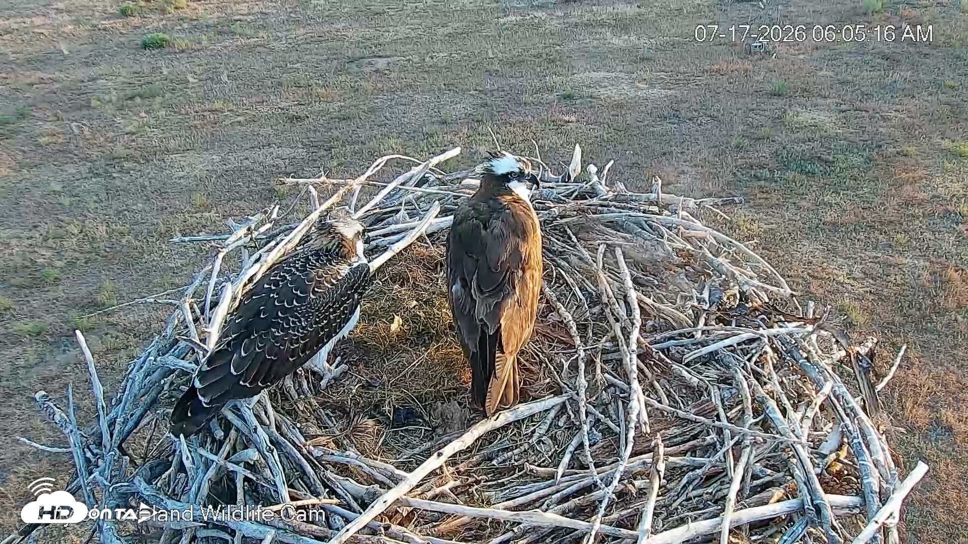 Snapshot of City of Loveland Ospreys Live Cam taken Jul 17, 2026, 6:06am MDT