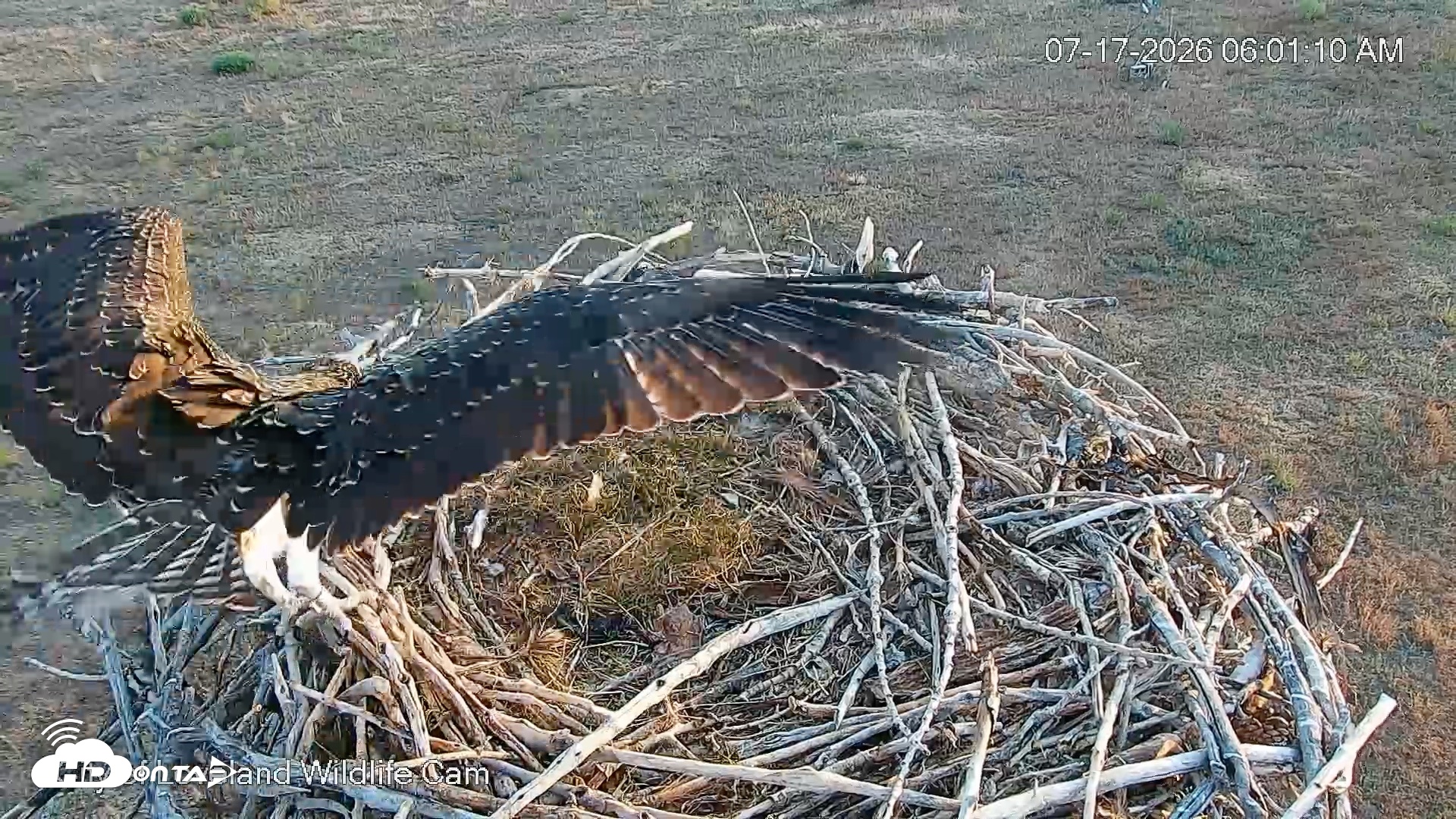 Snapshot of City of Loveland Ospreys Live Cam taken Jul 17, 2026, 6:01am MDT