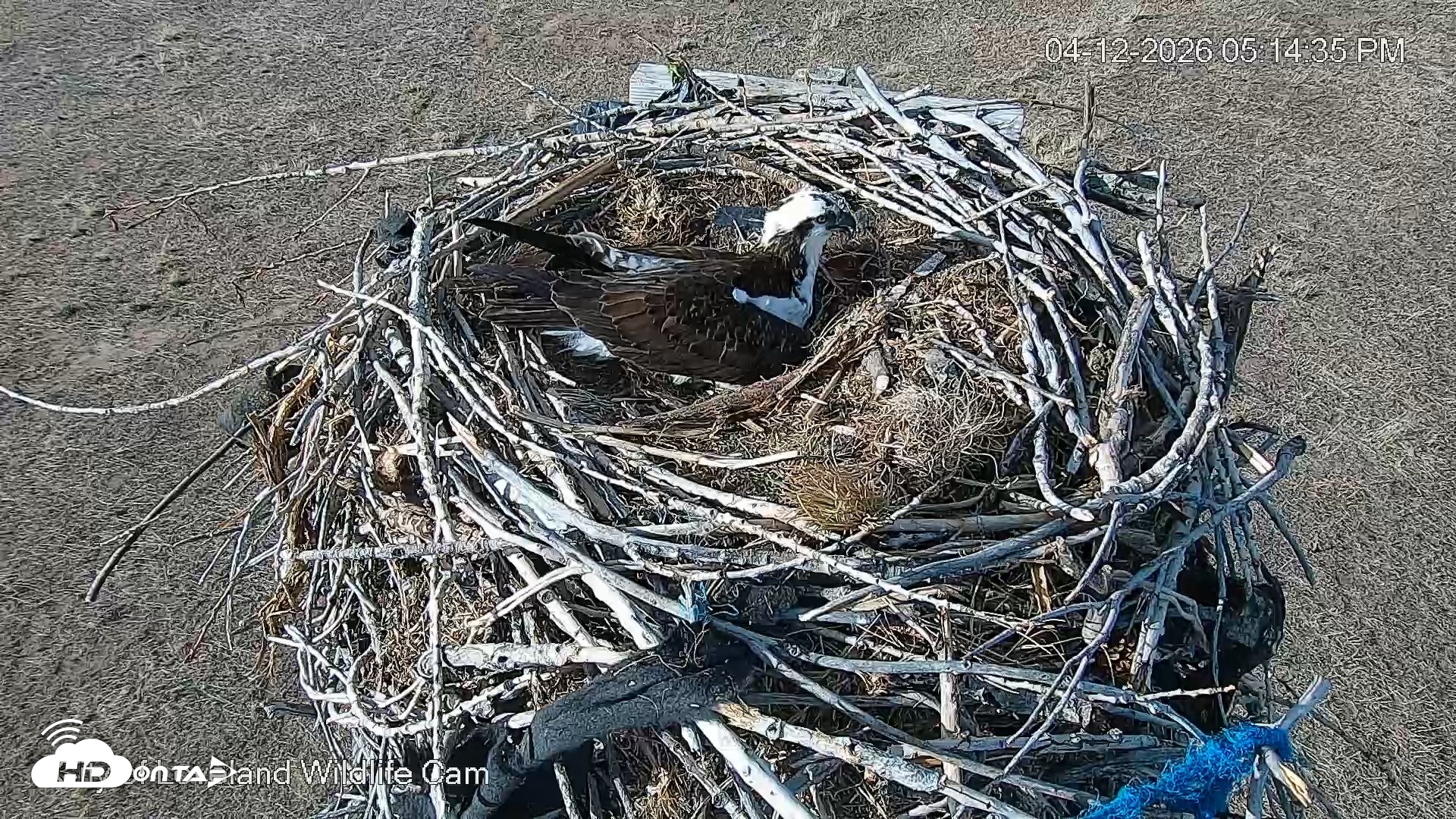 Snapshot of City of Loveland Ospreys Live Cam taken Apr 12, 2026, 5:15pm MDT