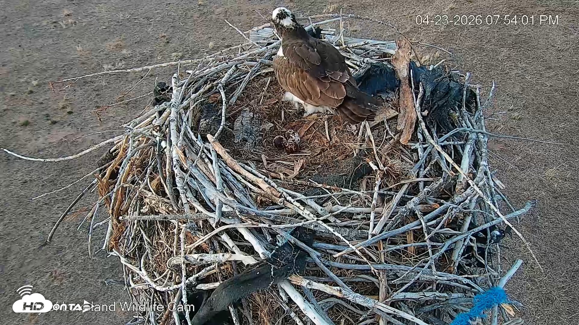 Snapshot of City of Loveland Ospreys Live Cam taken Apr 23, 2026, 7:54pm MDT