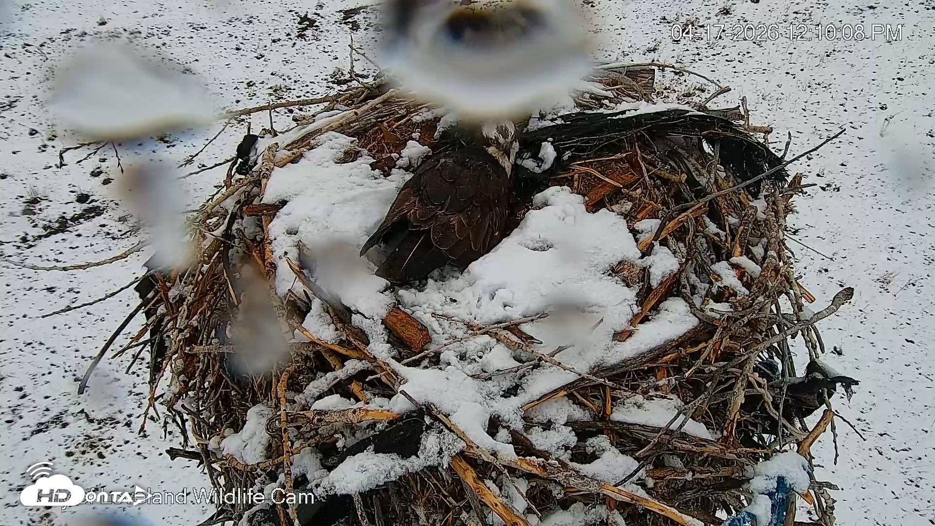 Snapshot of City of Loveland Ospreys Live Cam taken Apr 17, 2026, 12:10pm MDT