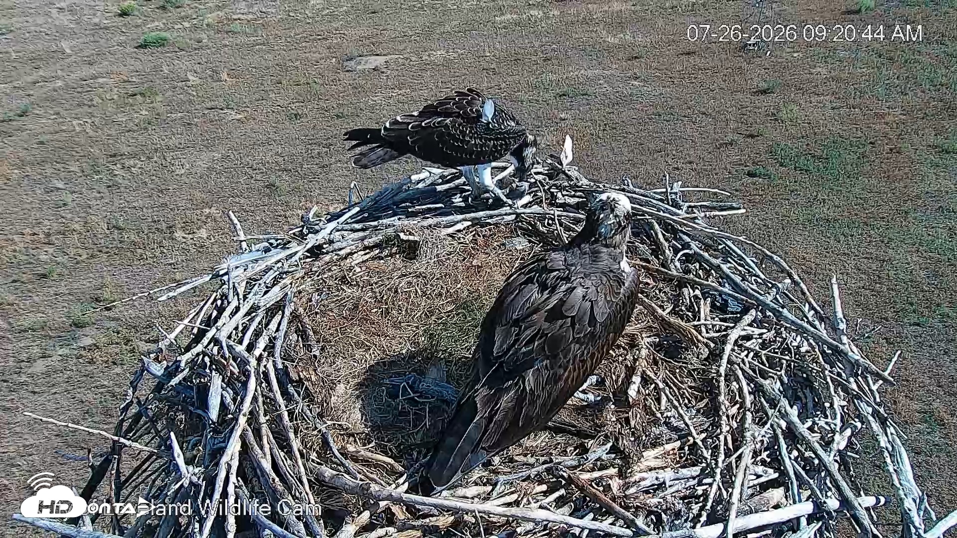 Snapshot of City of Loveland Ospreys Live Cam taken Jul 26, 2026, 9:21am MDT