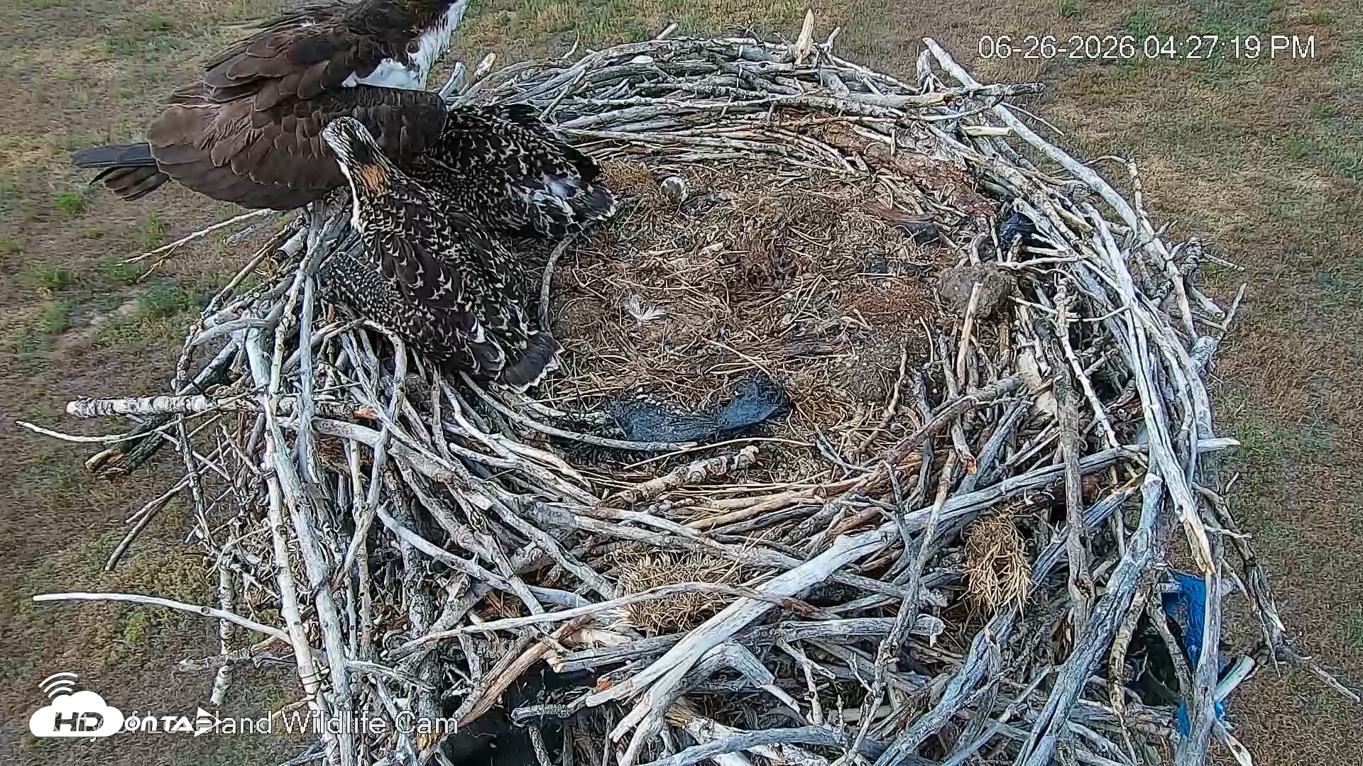 Snapshot of City of Loveland Ospreys Live Cam taken Jun 26, 2026, 4:28pm MDT