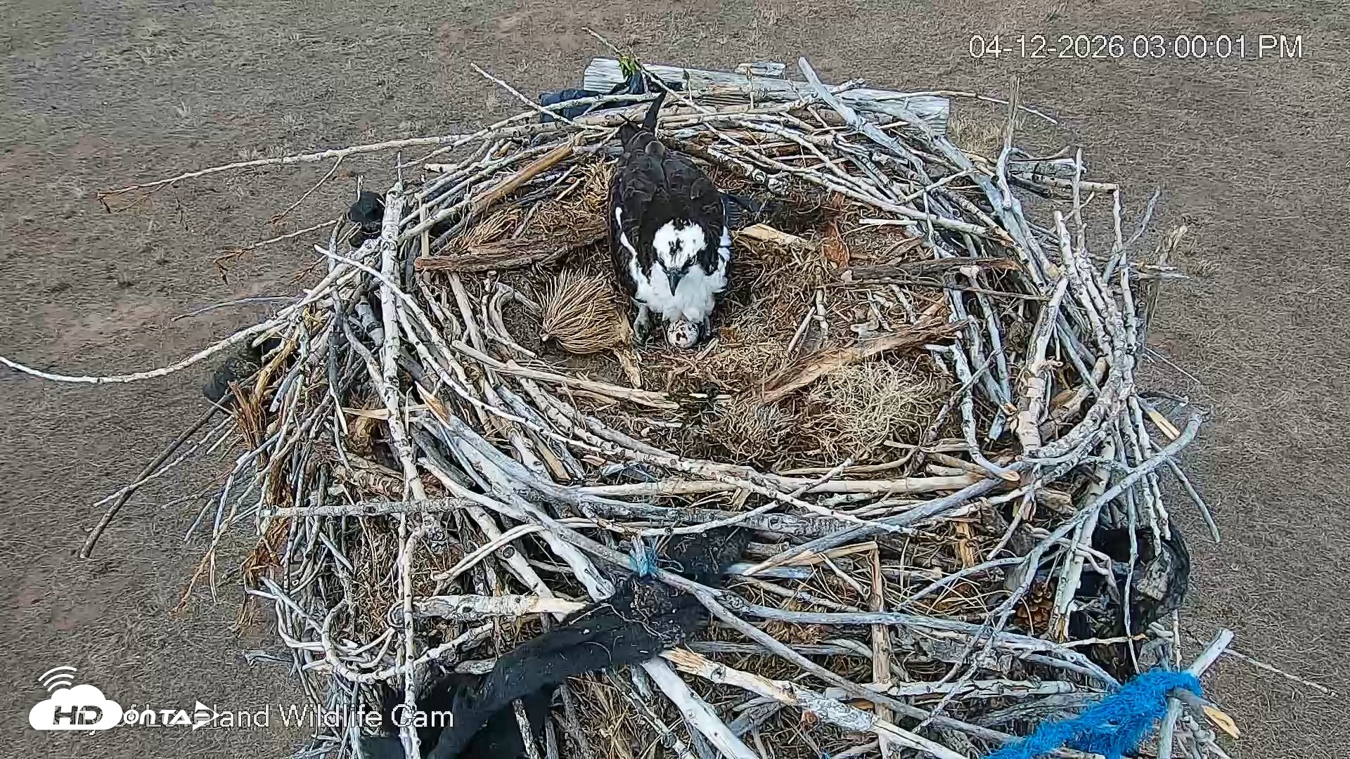 Snapshot of City of Loveland Ospreys Live Cam taken Apr 12, 2026, 3:00pm MDT